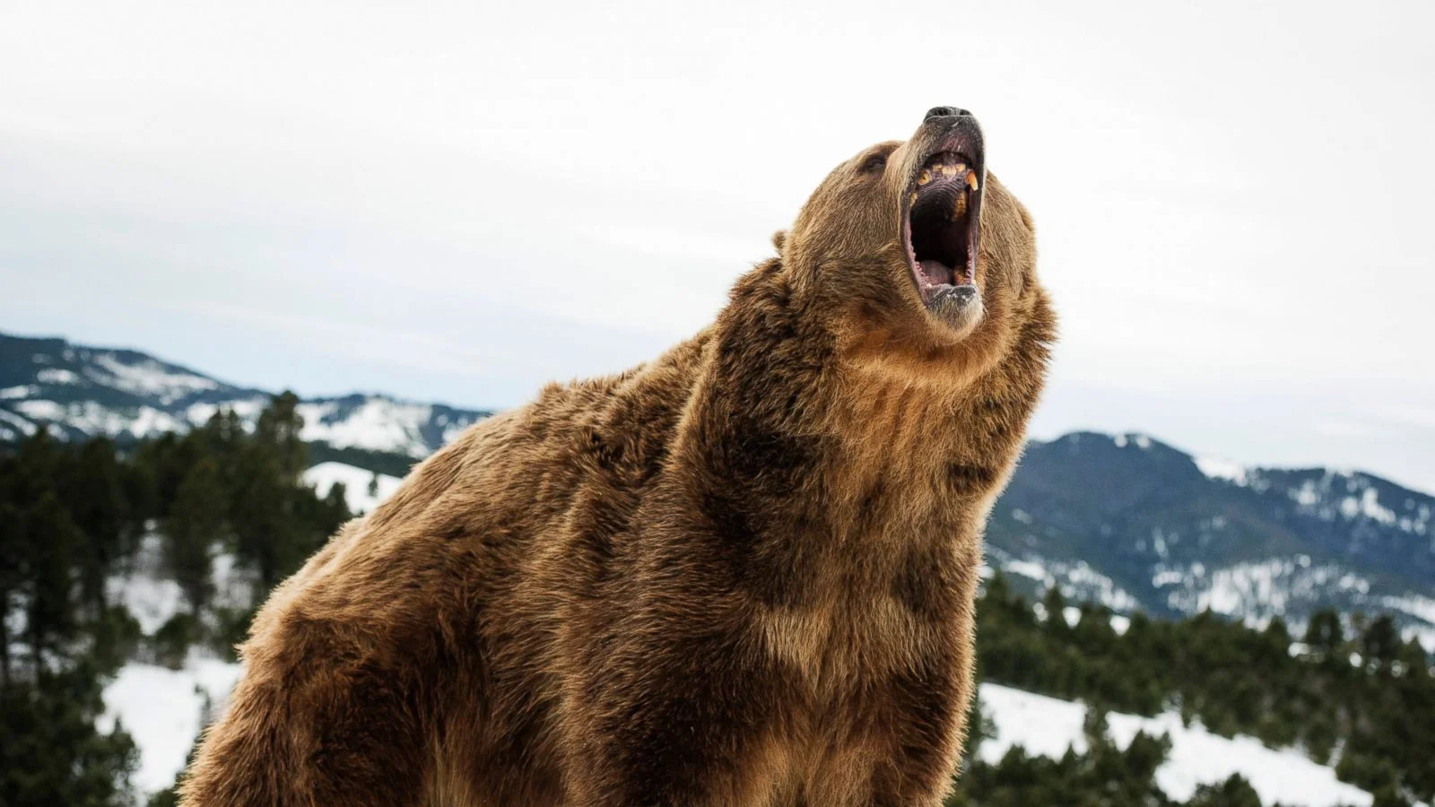 Who Would Win the Super Bowl if Every Playoff Team's Mascot Were Thrown Into a Battle Royale?