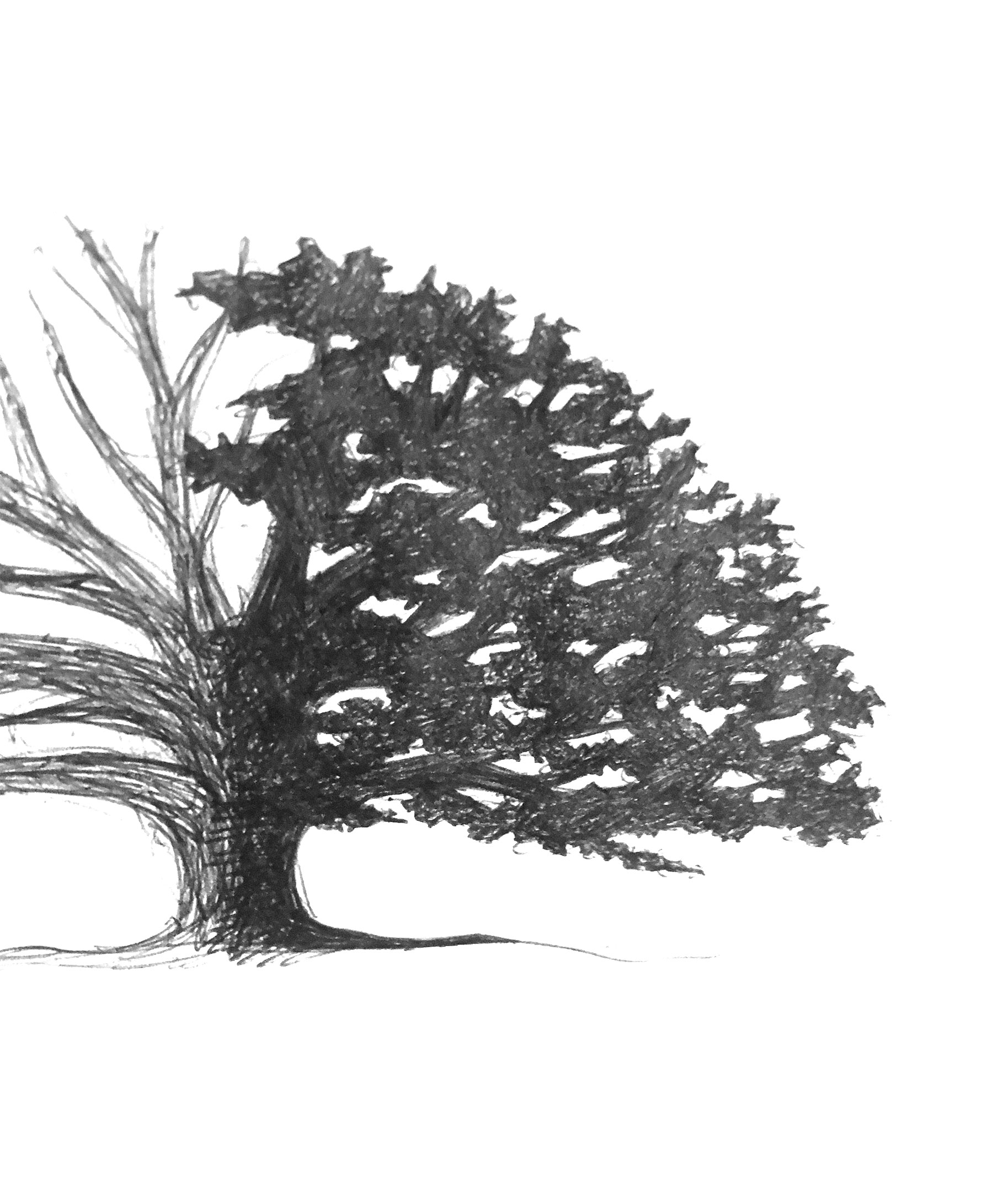 southern-oak-process-sketch-2.jpg