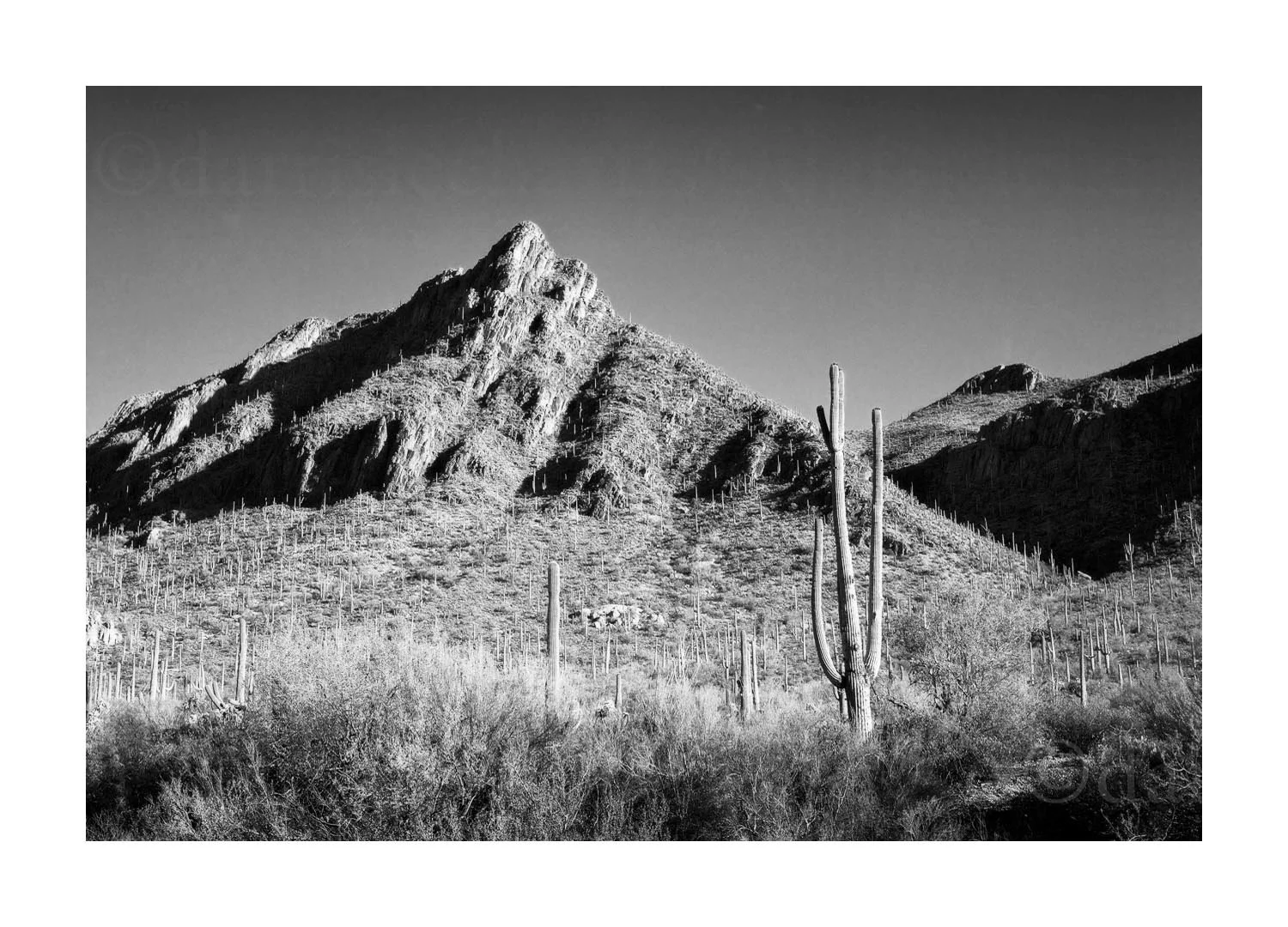 Saguaro Cactus