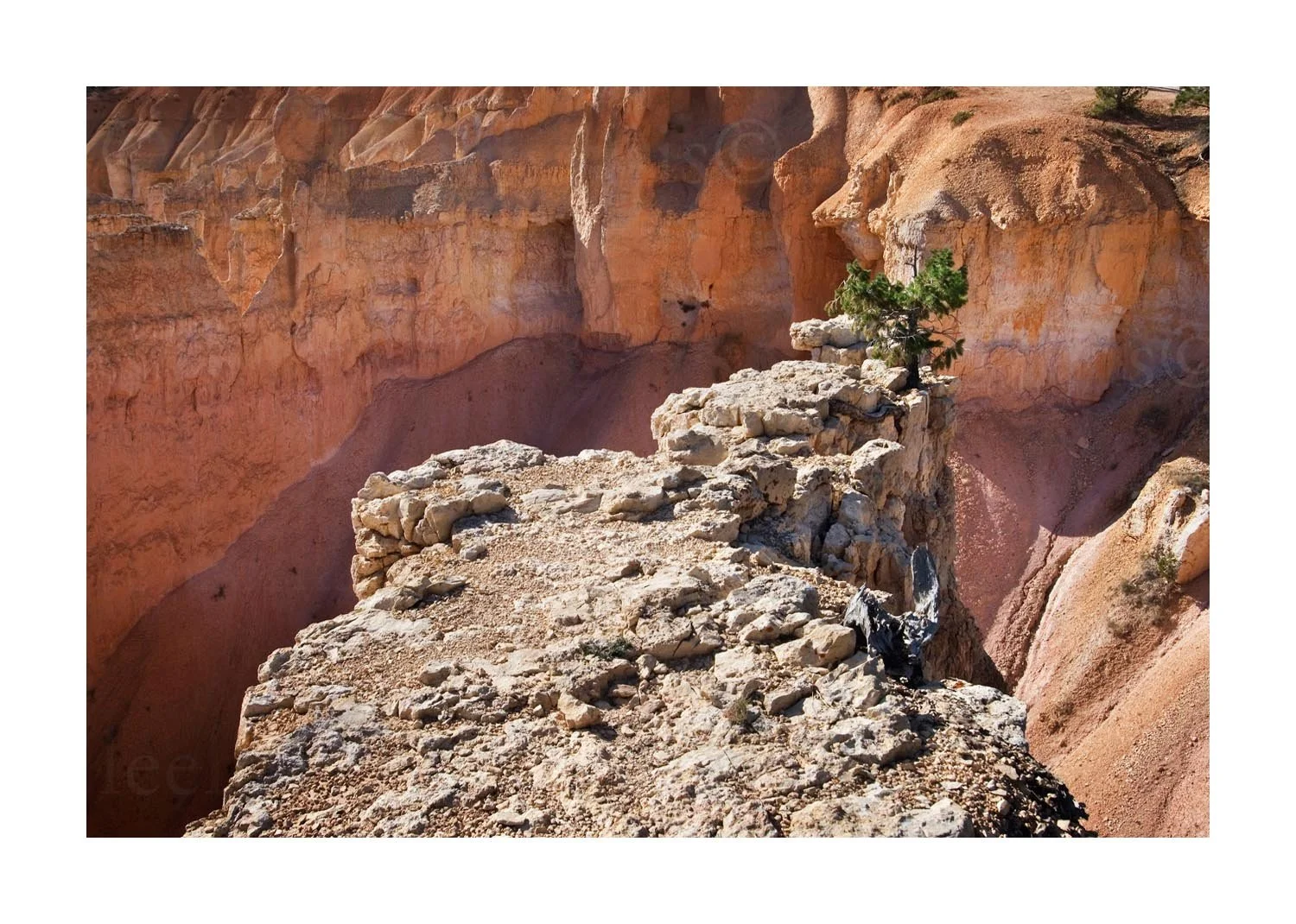 Tree and Rock