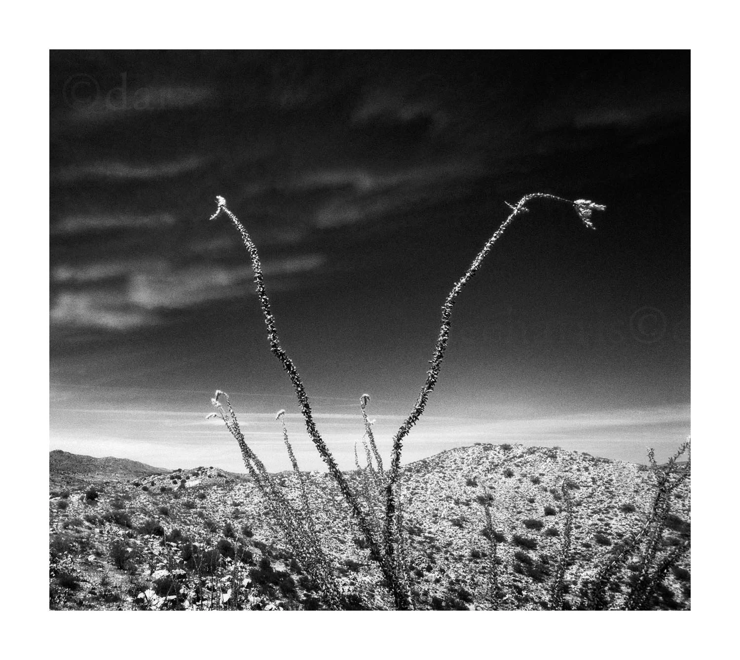 Ocotillo Plant