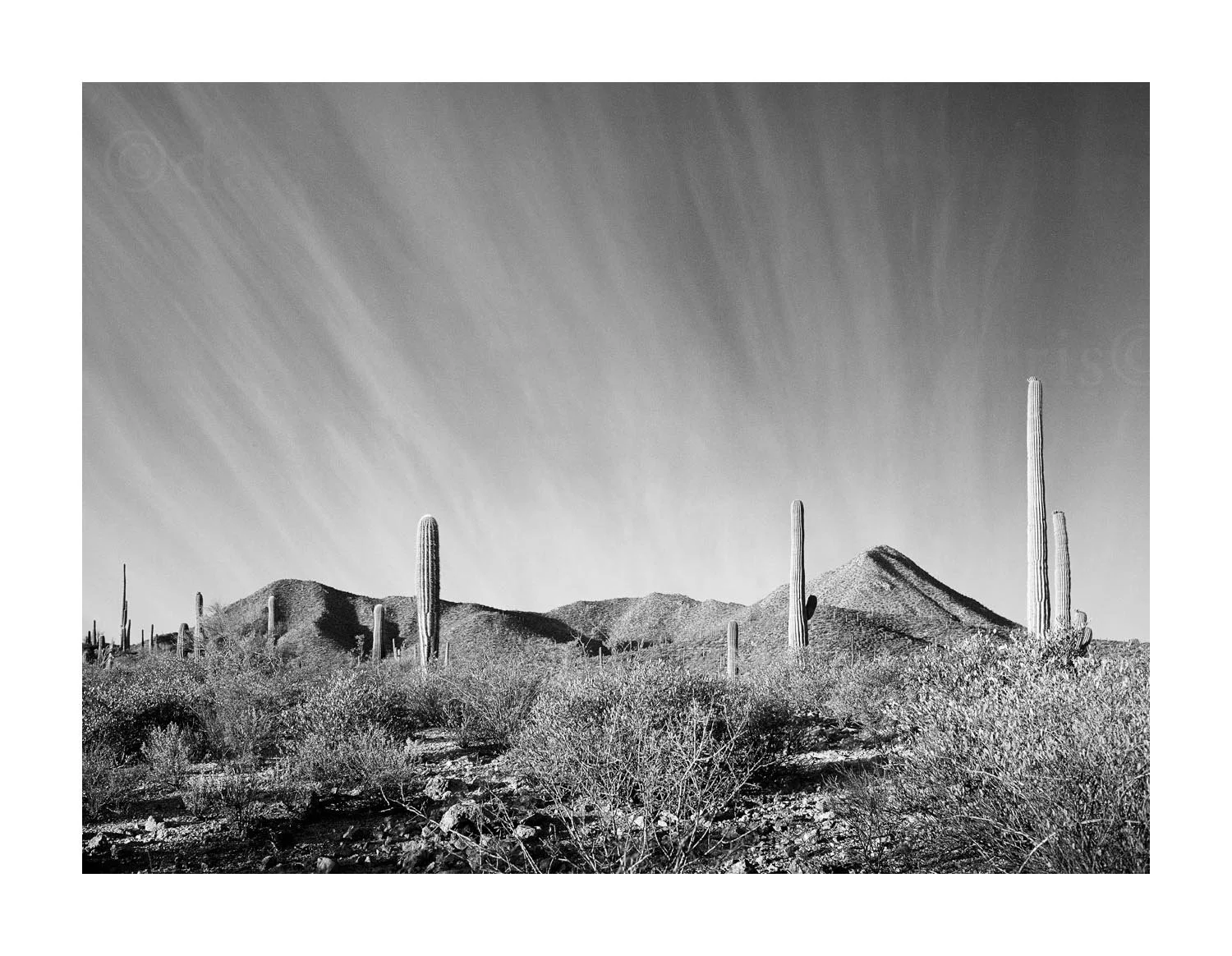 Cactus and Mountains