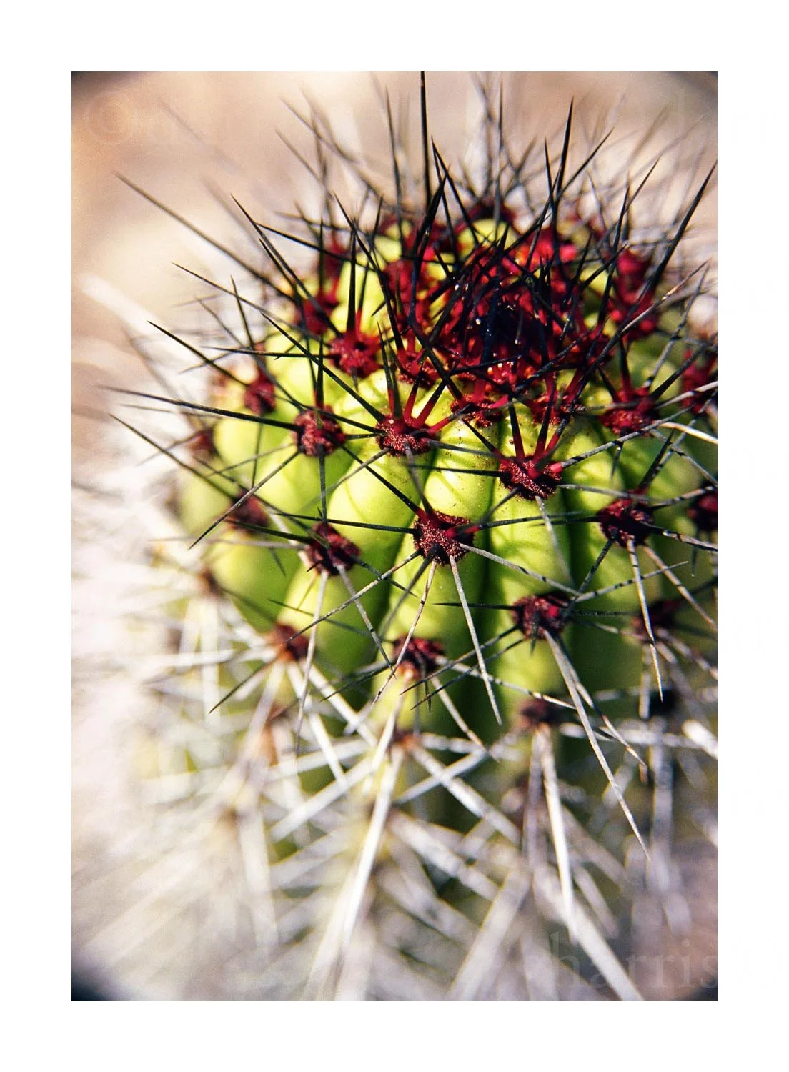 Barrel Cactus