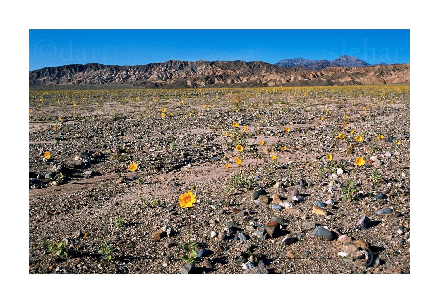 Flower Blooms