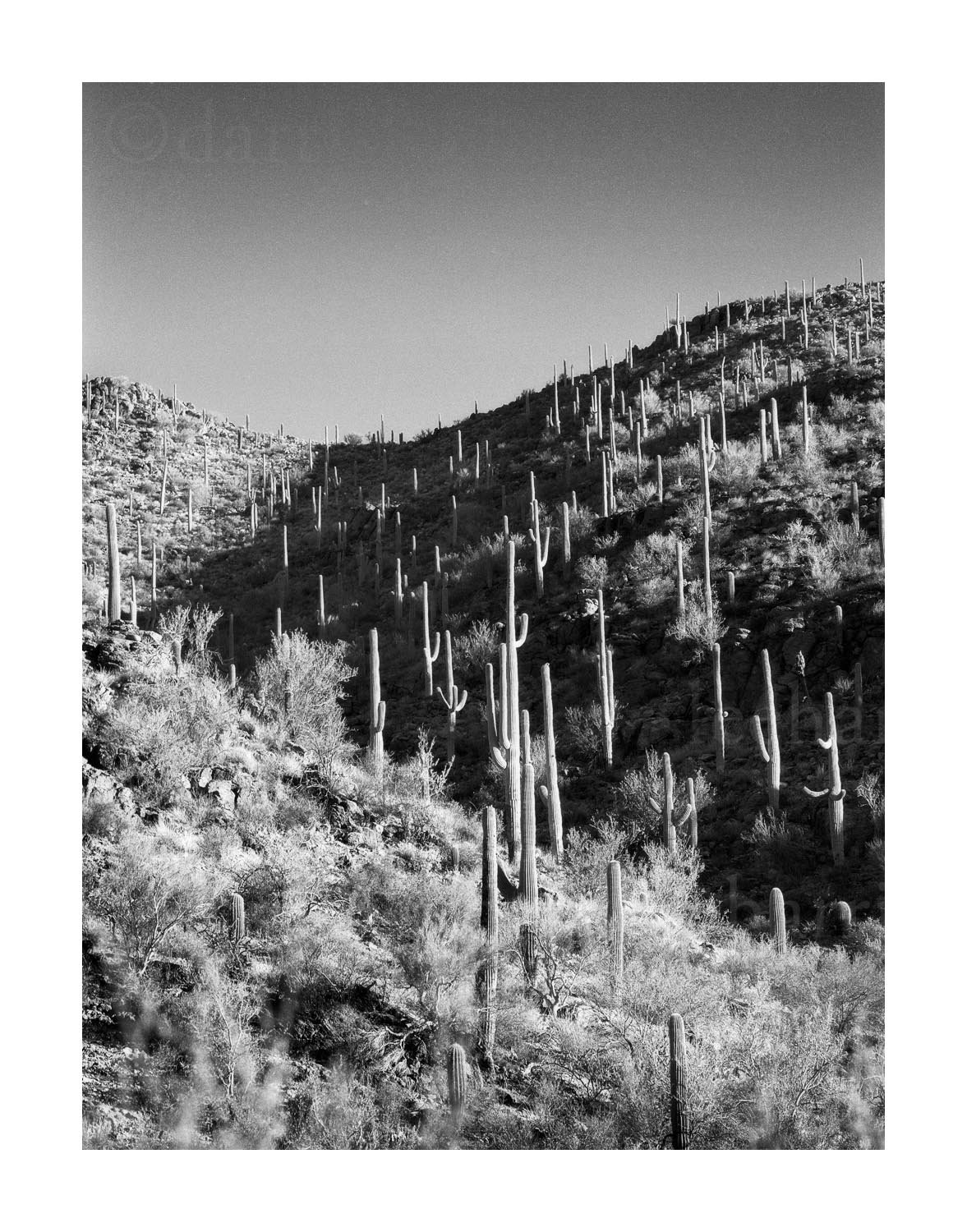 Saguaro Covered Mountains