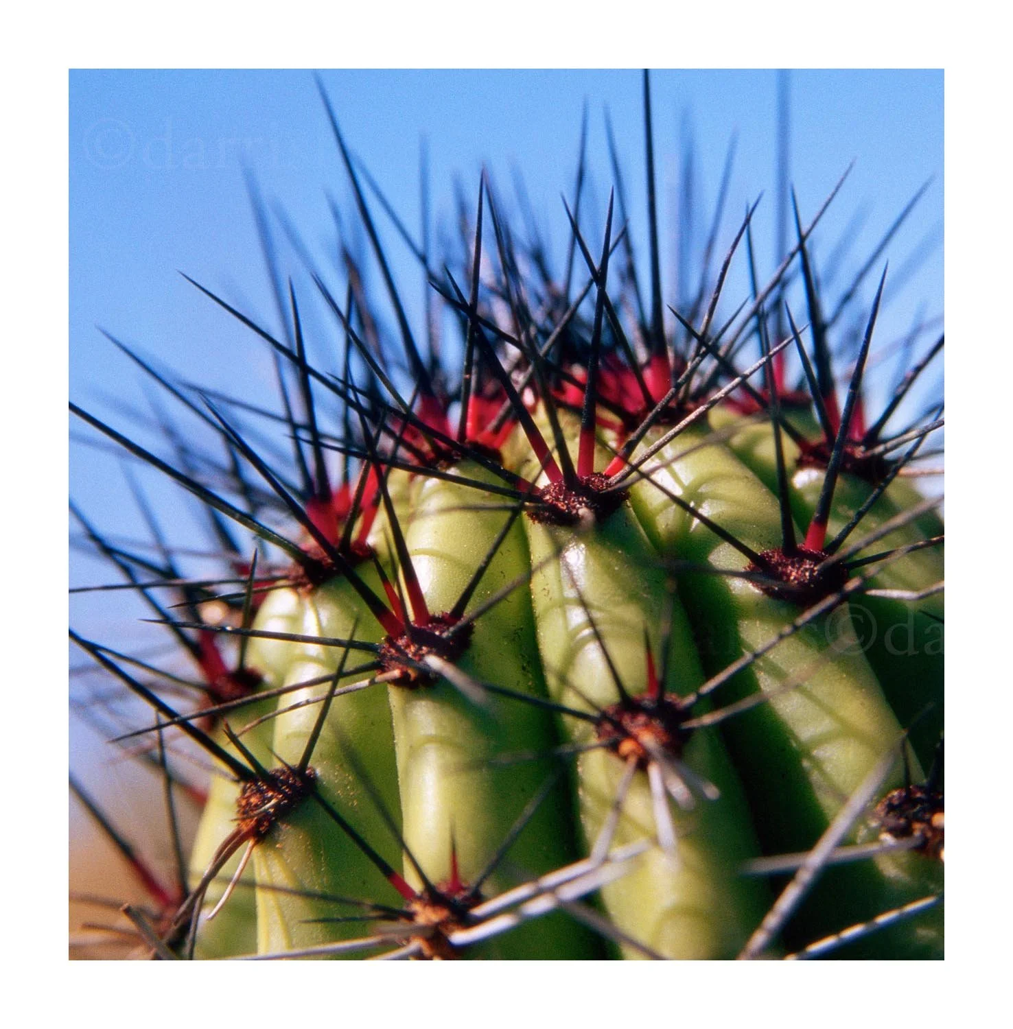 Barrel Cactus
