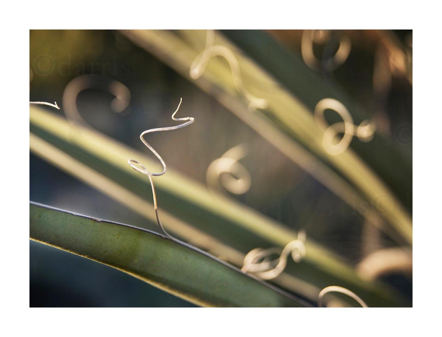 Agave Plant