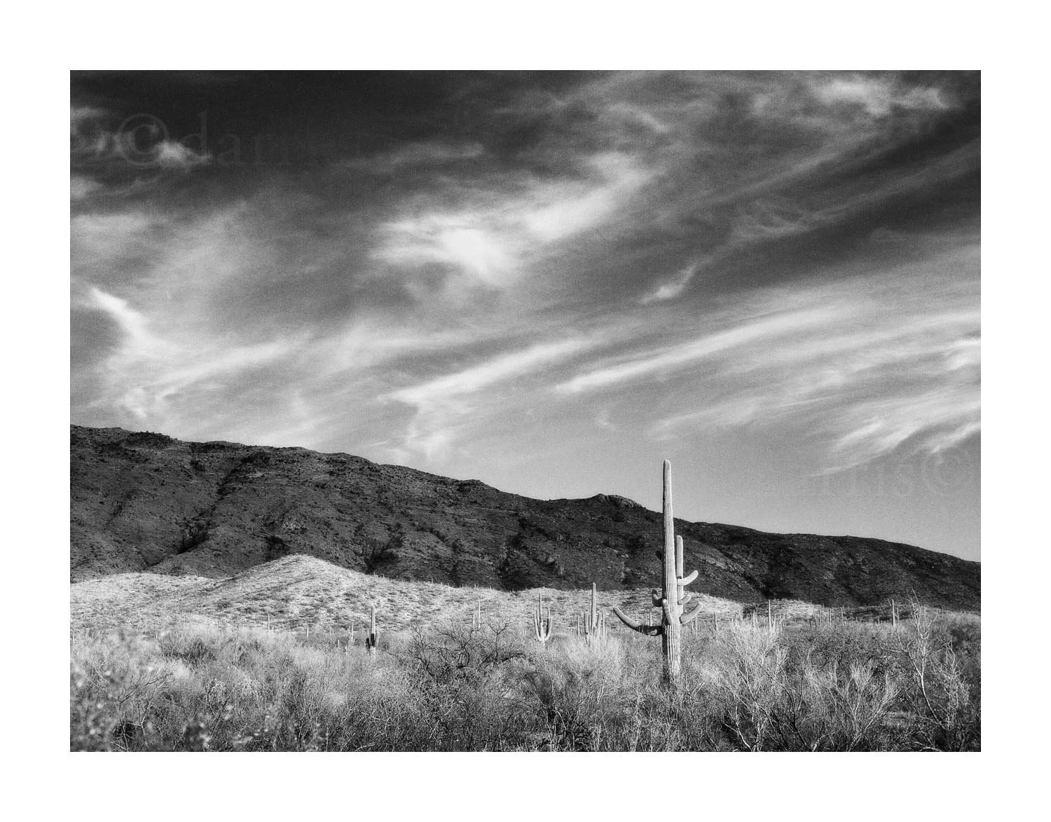 Saguaro Covered Mountains