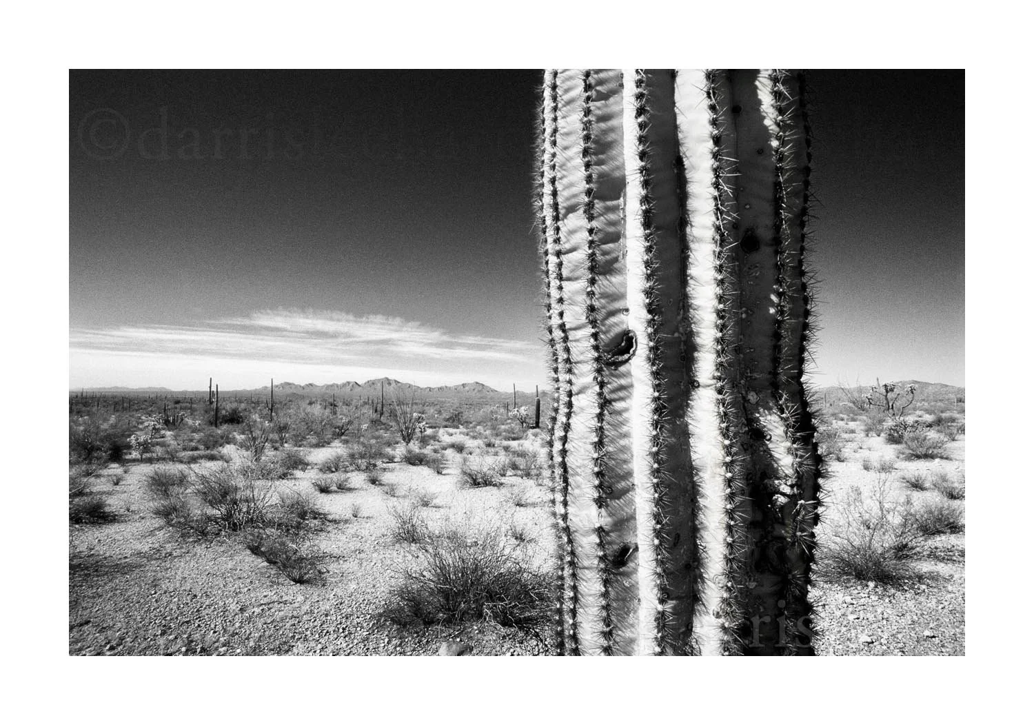 Saguaro Cactus