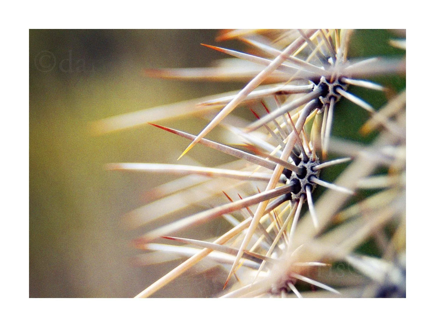 Barrel Cactus