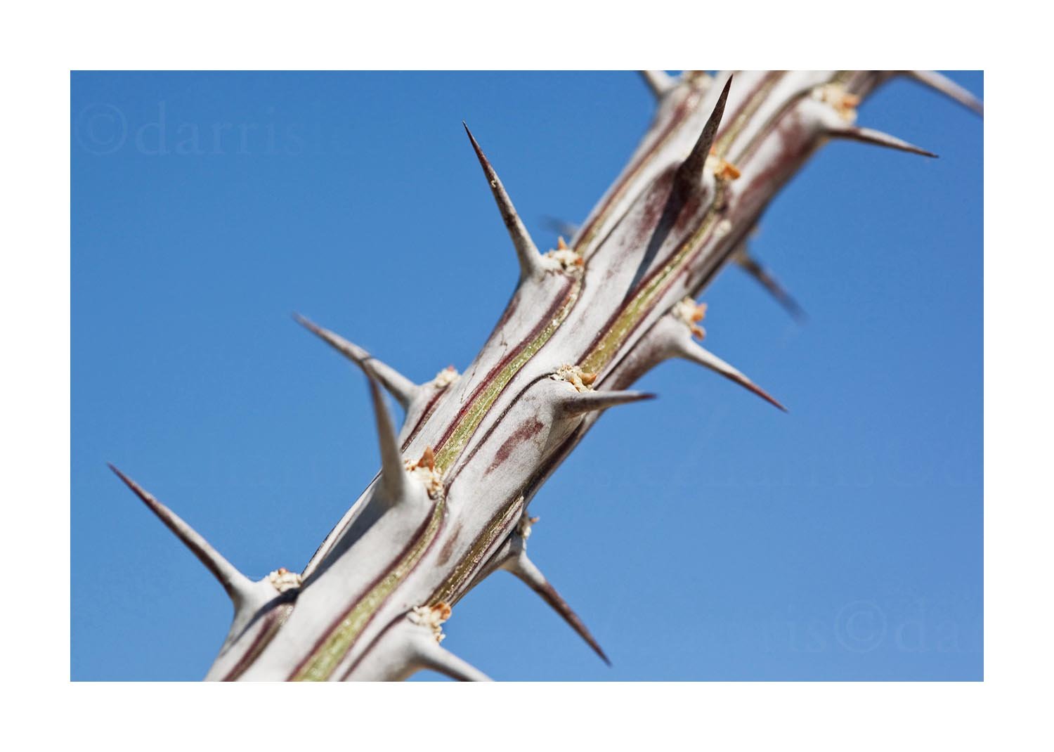 Ocotillo Plant