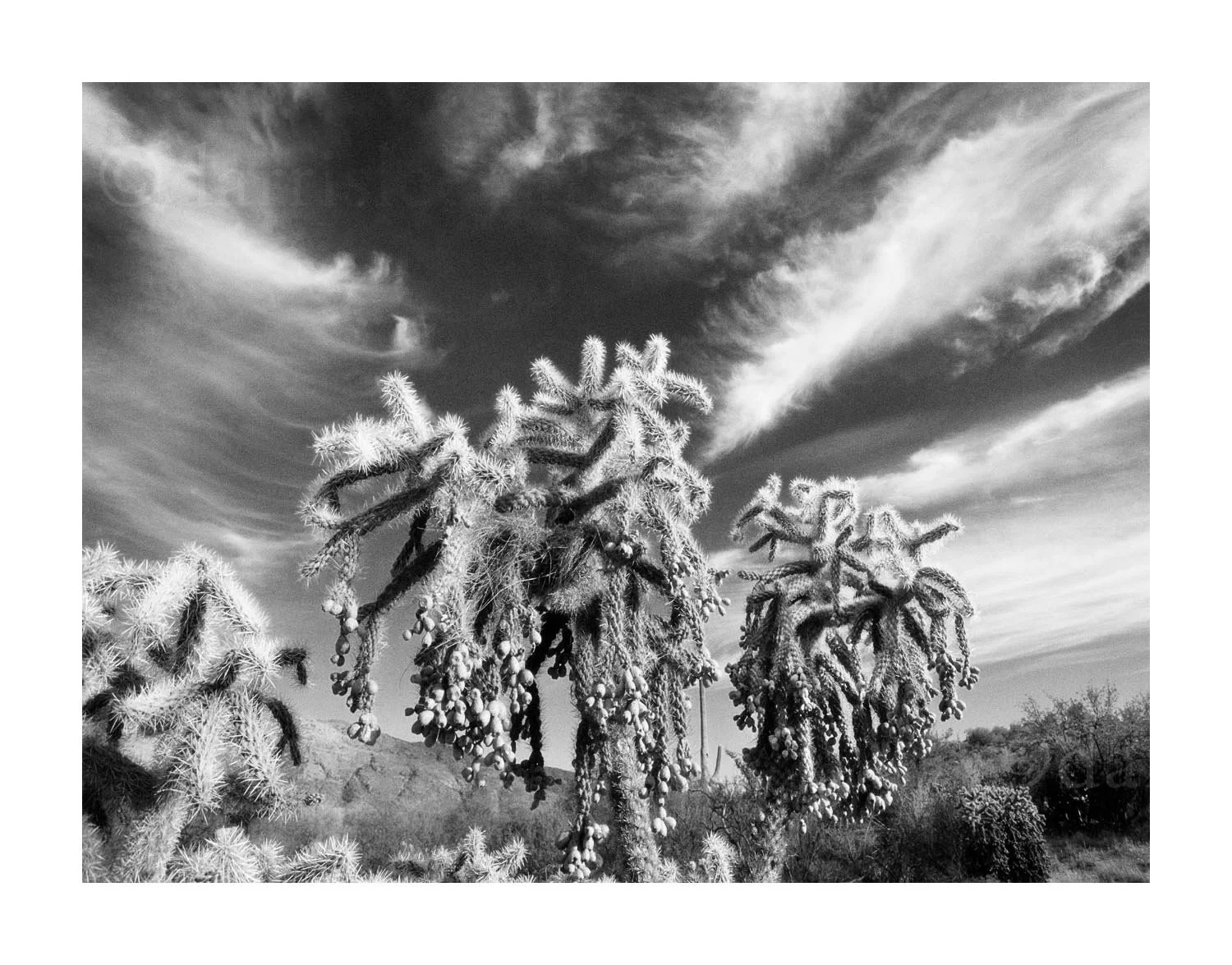 Cholla Cactus