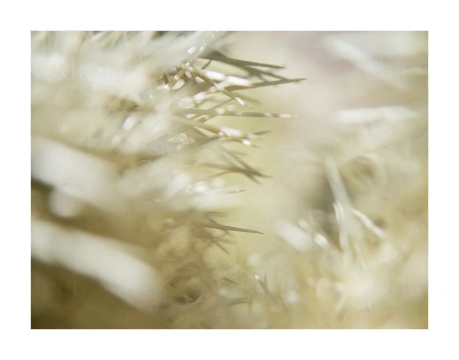 Cactus Detail
