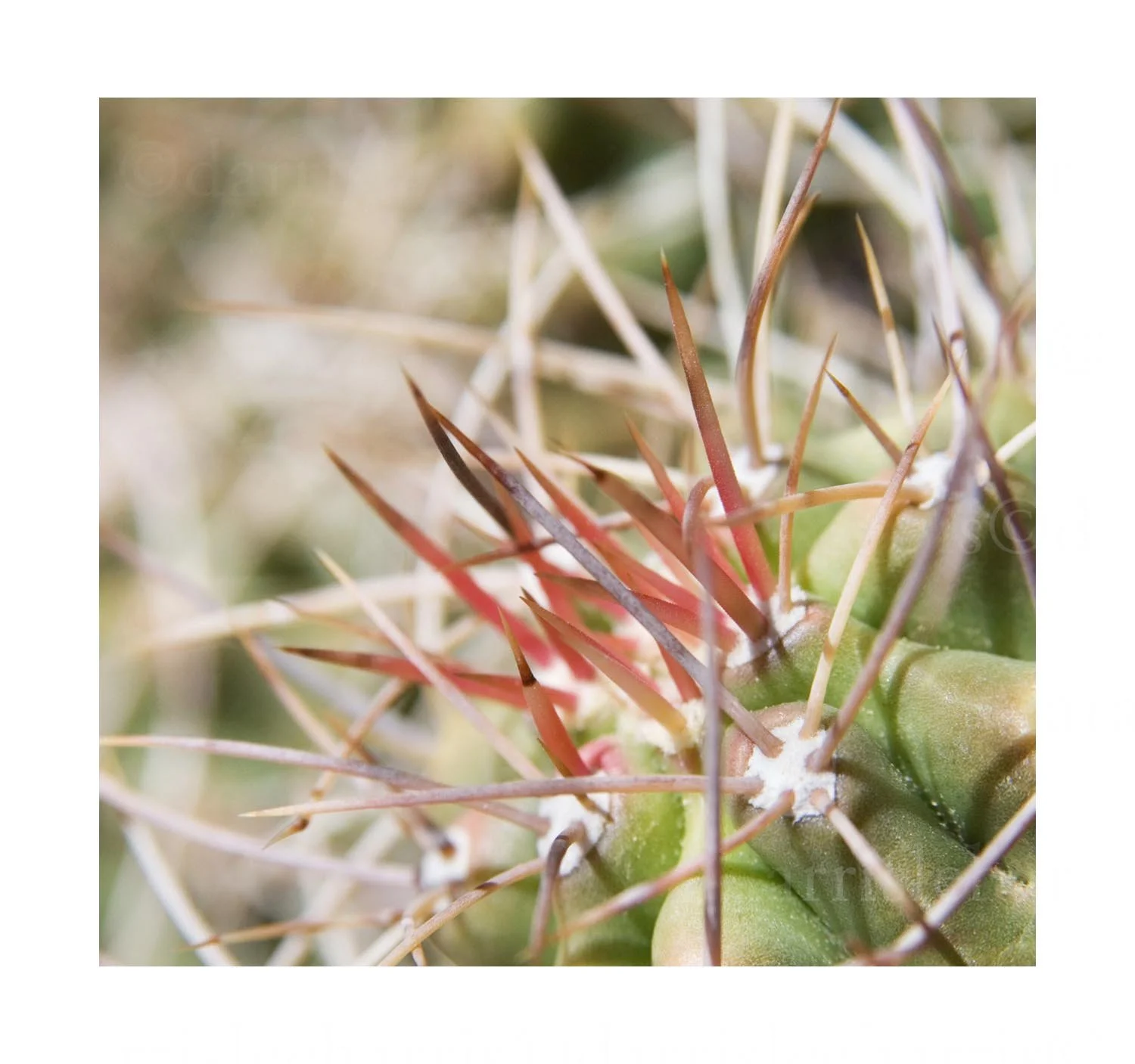 Cactus Detail