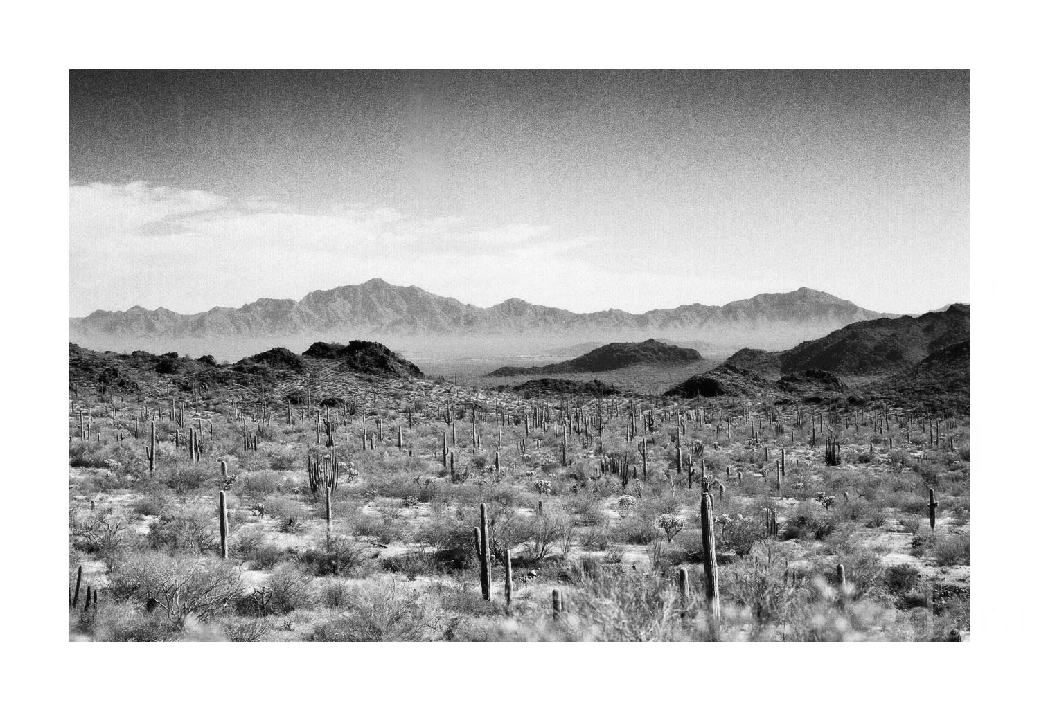 Cactus & Mountains