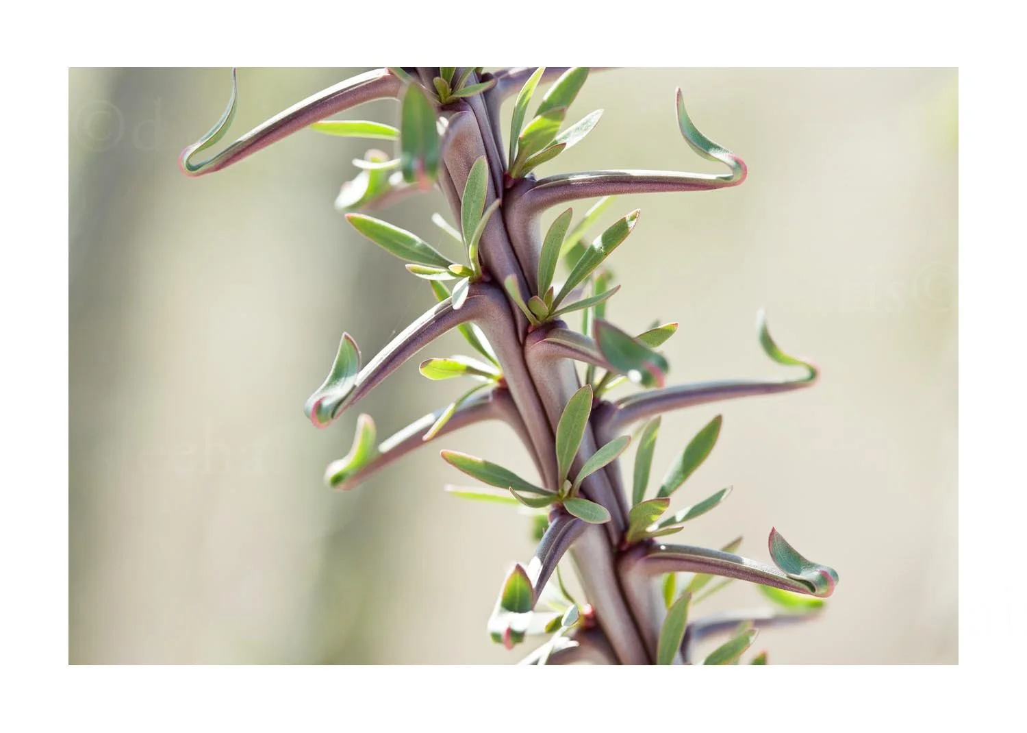Ocotillo Plant