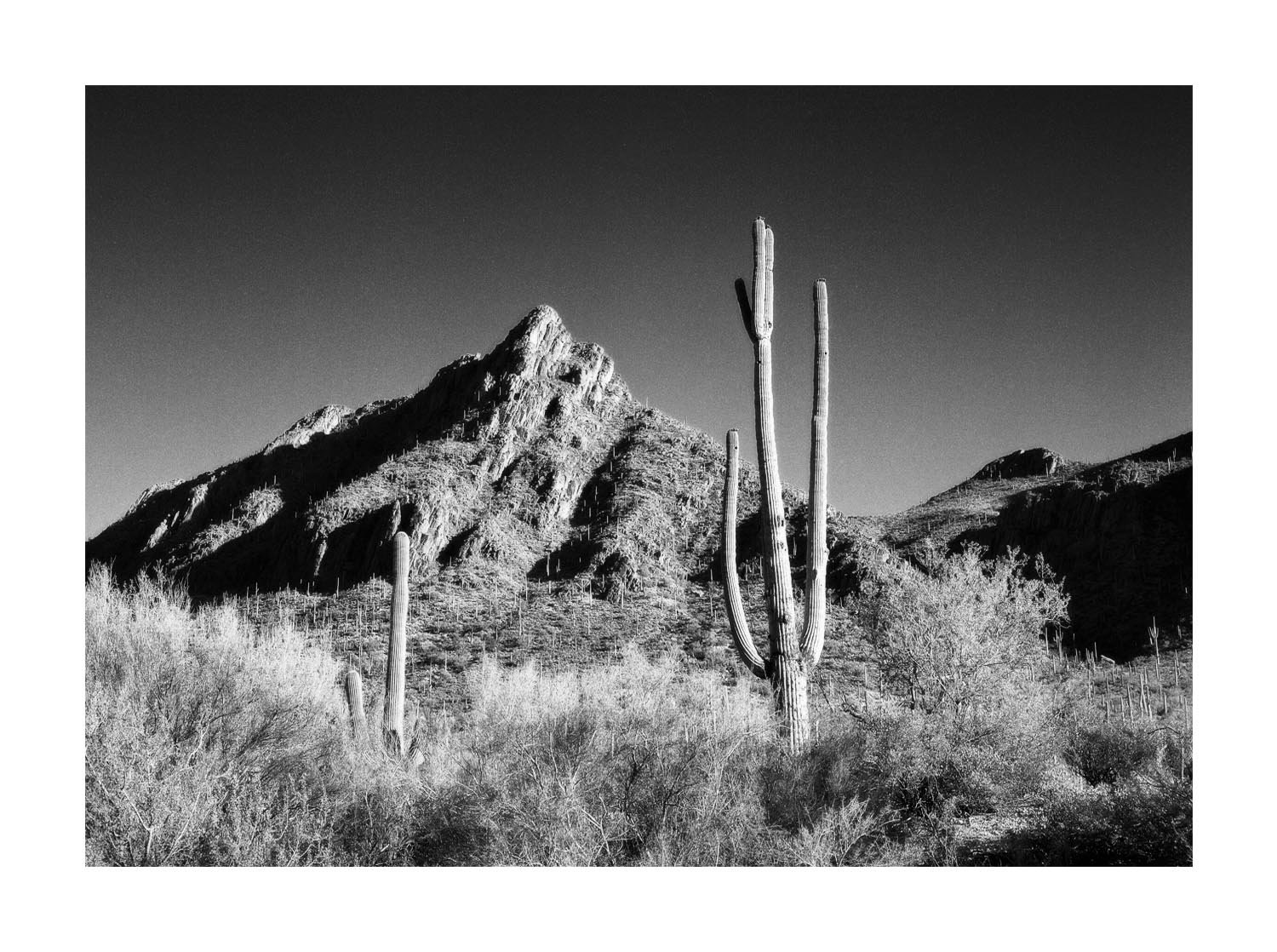 Mountain & Cactus