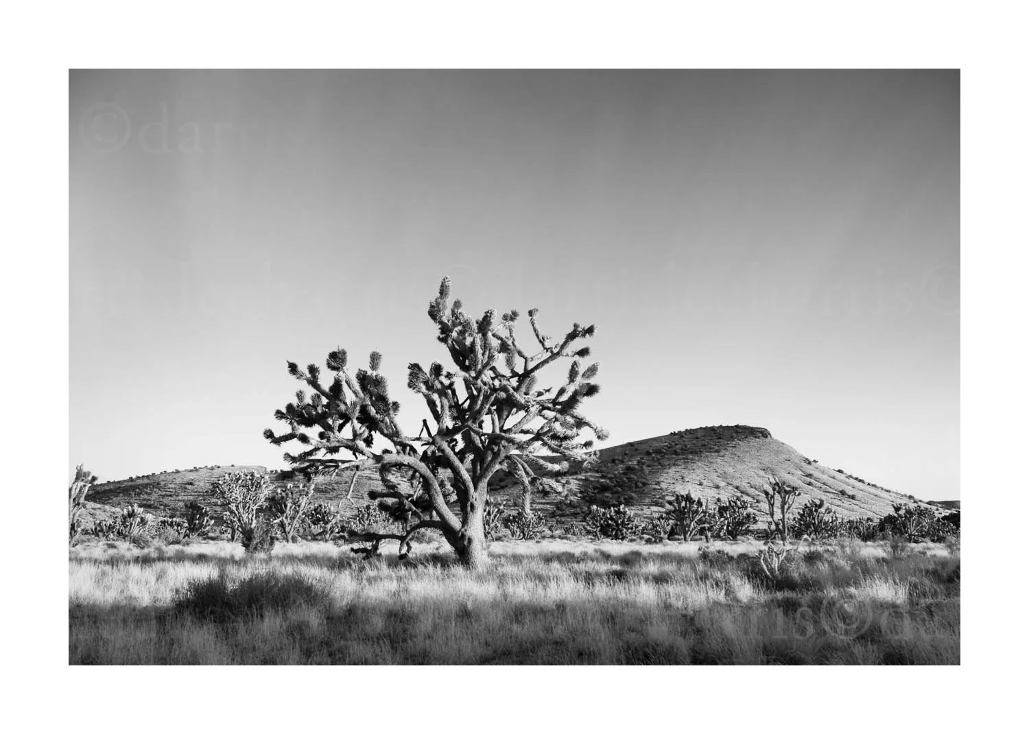 Joshua Tree