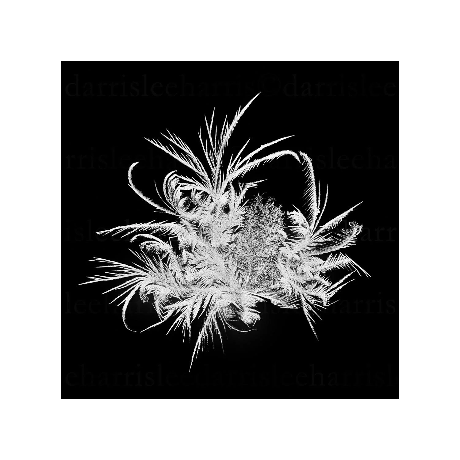 snowflake #12