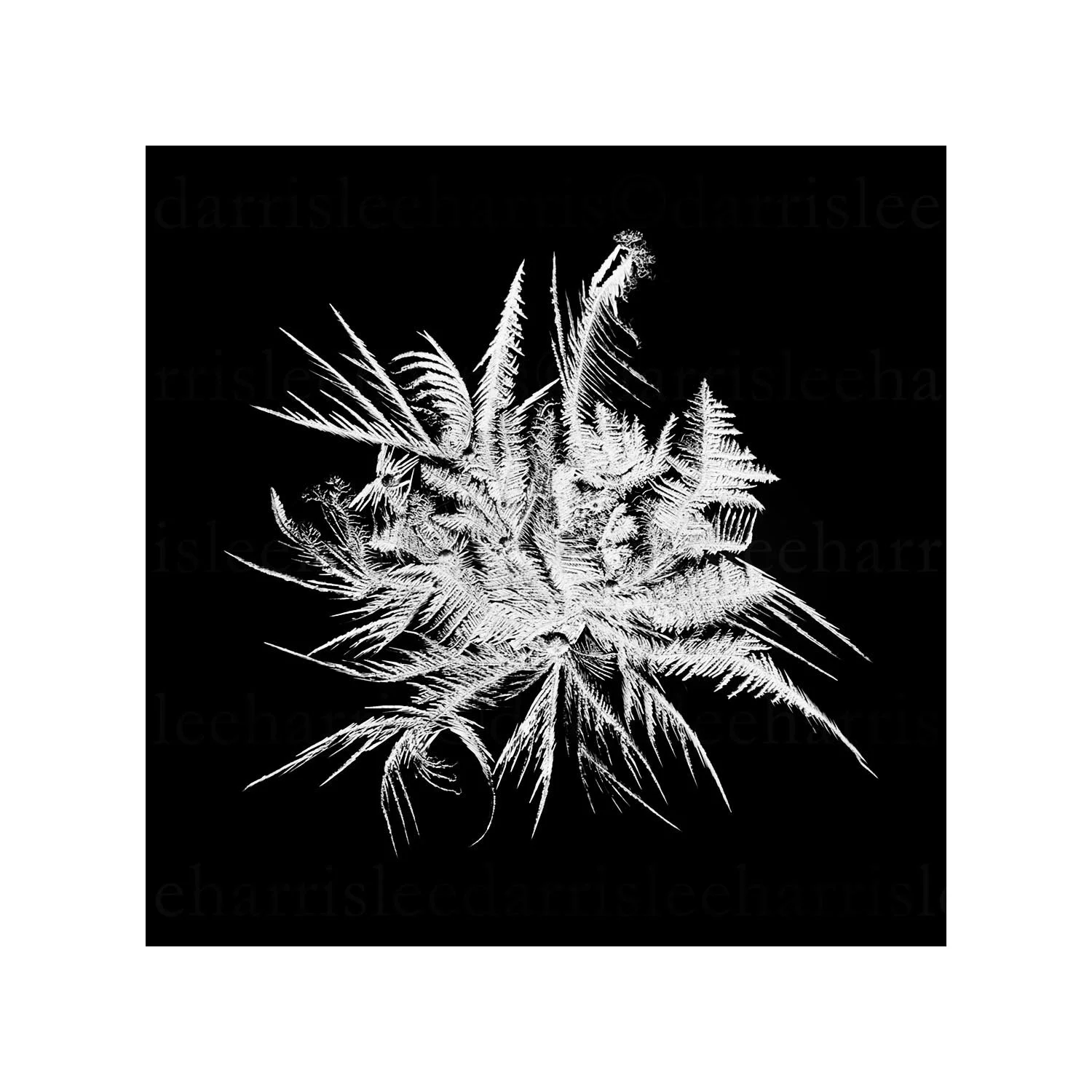 snowflake #13