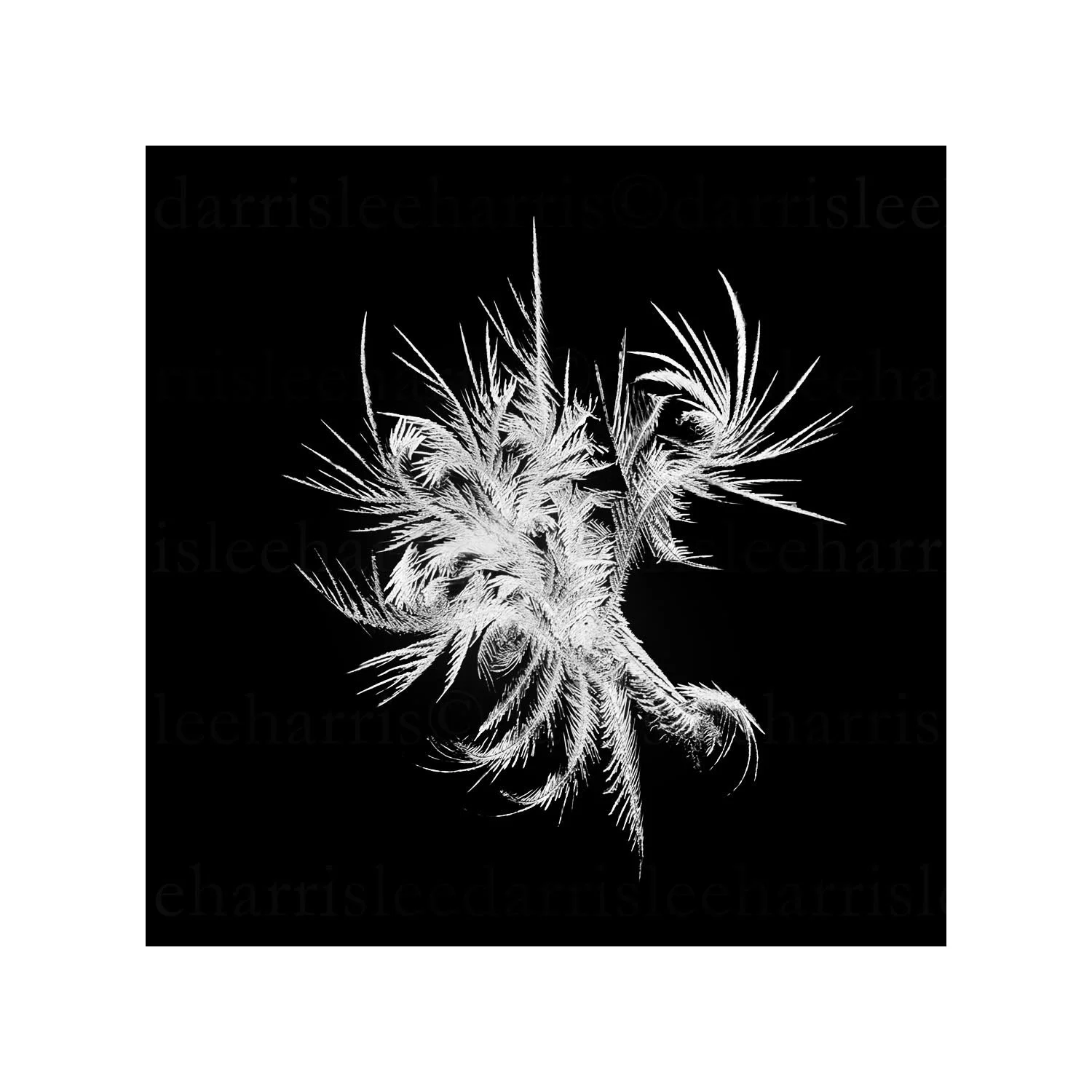 snowflake #16