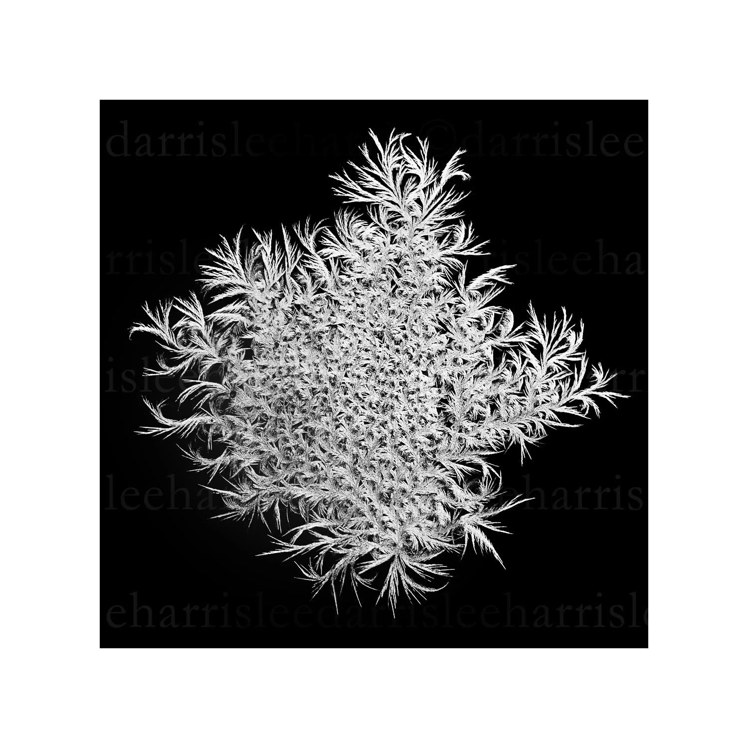 snowflake #24