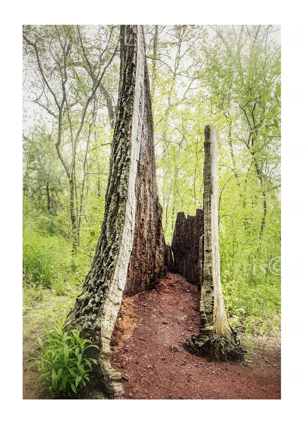 High Park