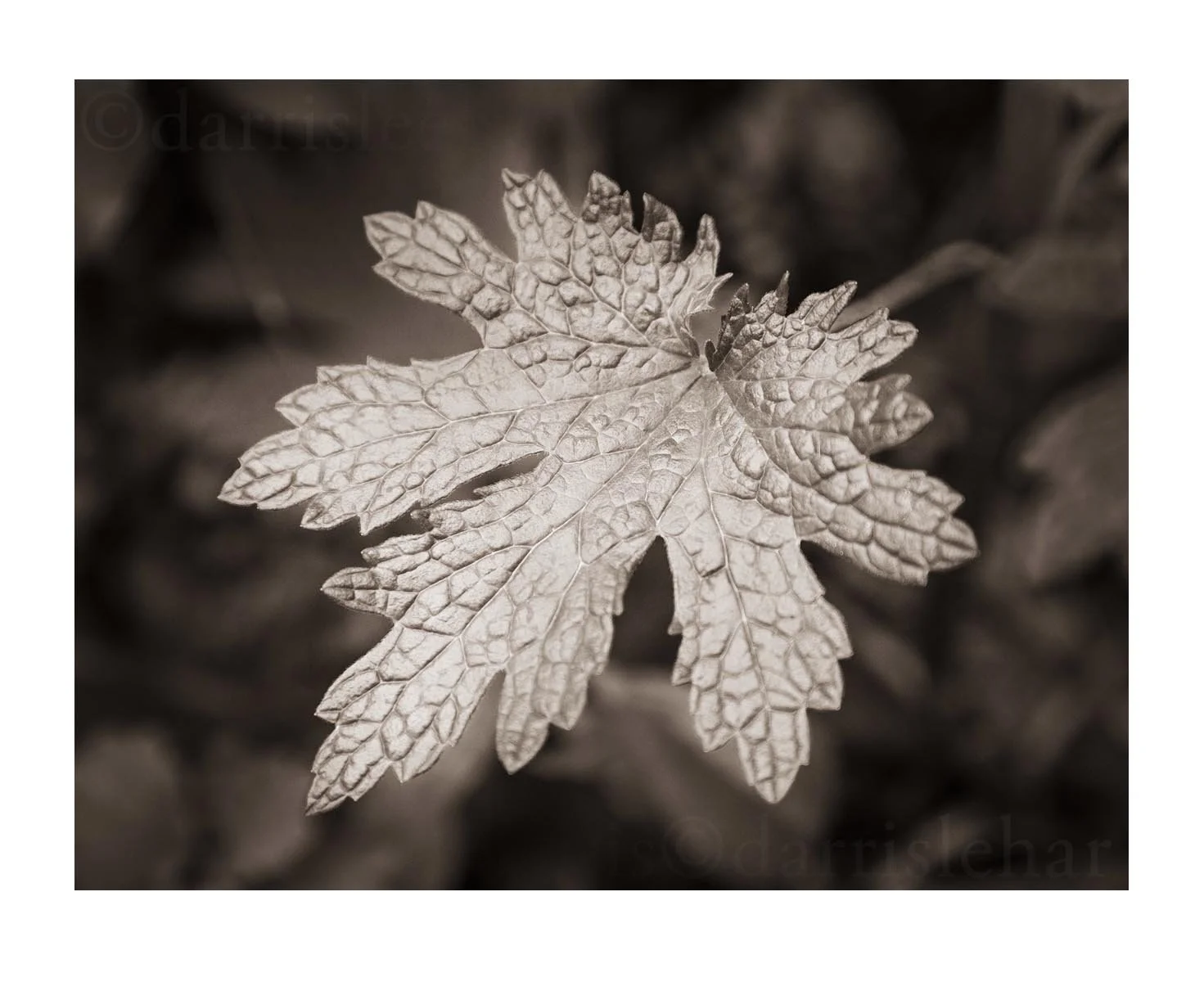 High Park Leaf