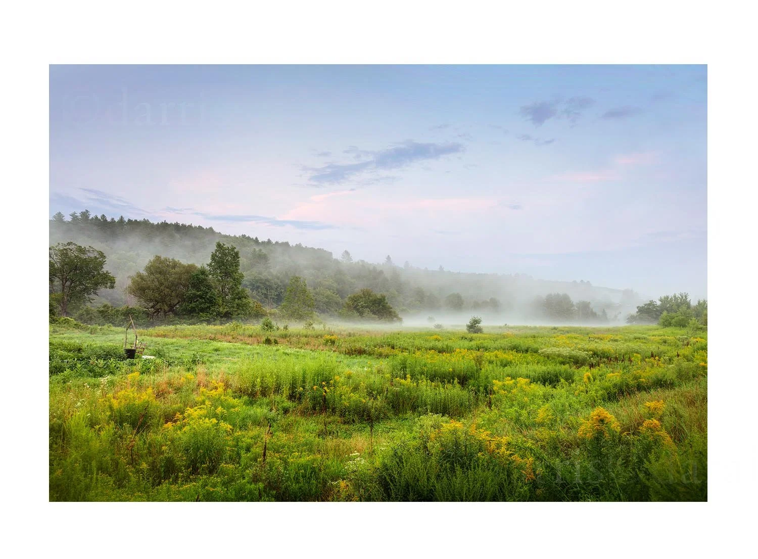 Foggy Pasture