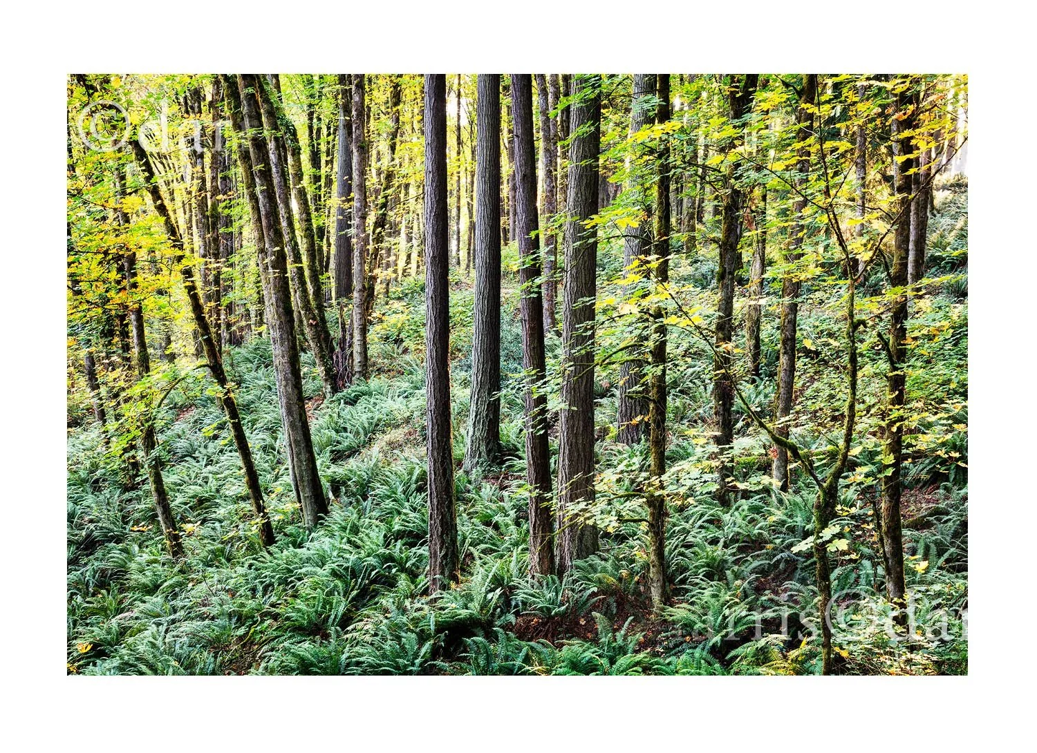 Forest Park