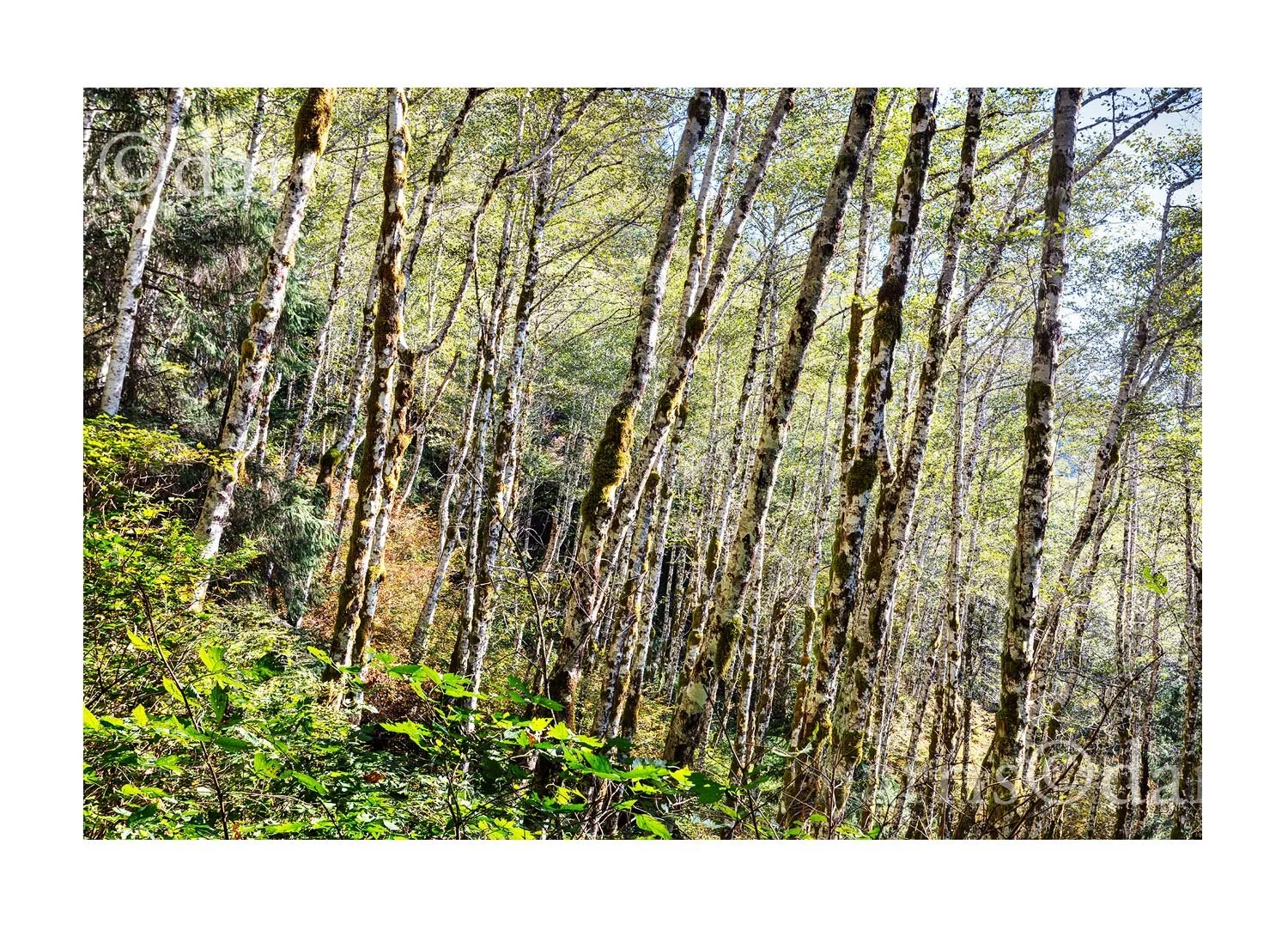 Forest Park