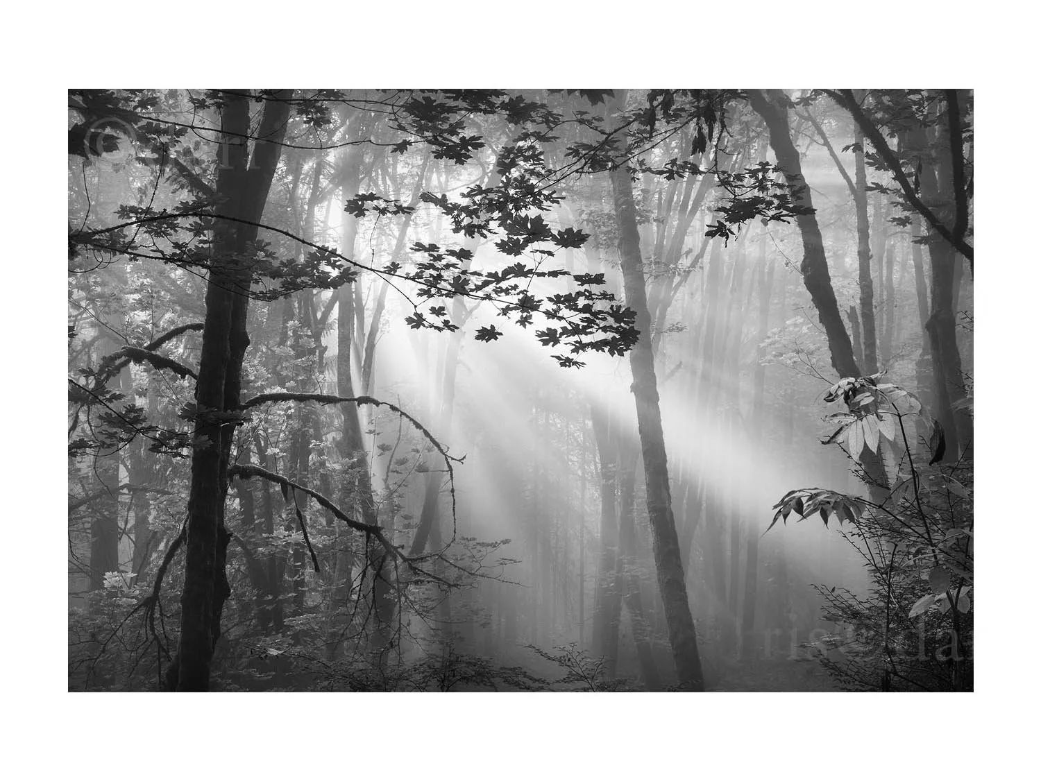 Forest Park