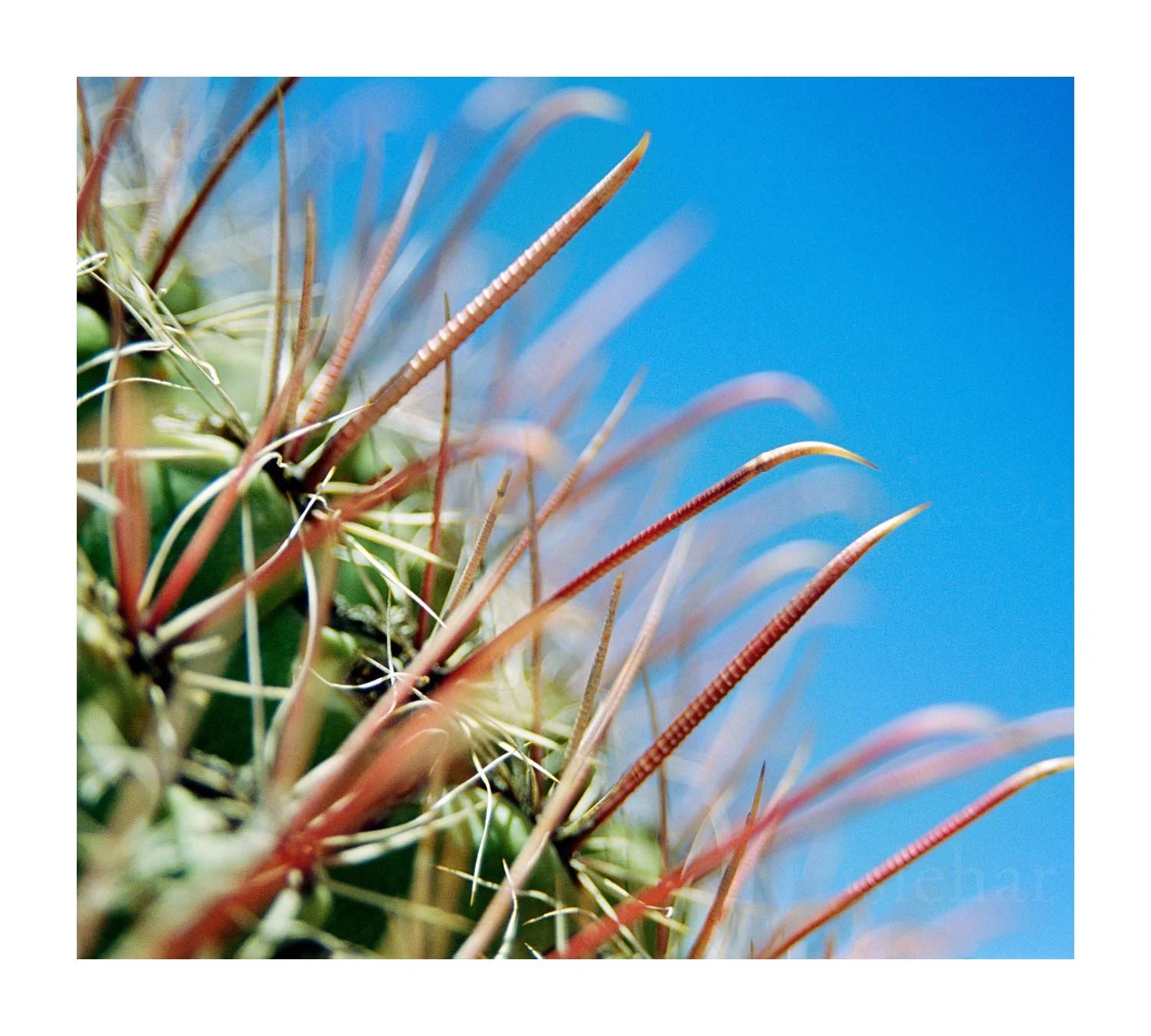 Barrel Cactus