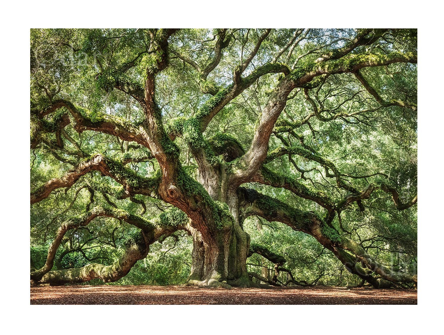 Angel Oak