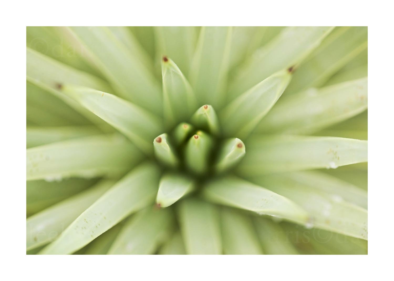 Agave Plant