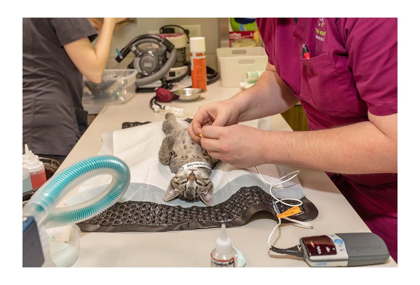 Veterinary Wellness Center