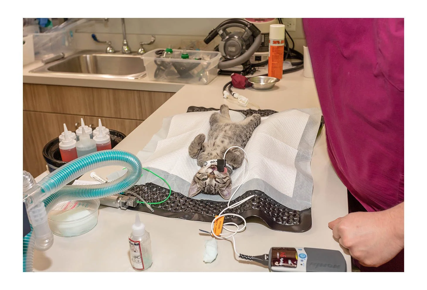 Veterinary Wellness Center