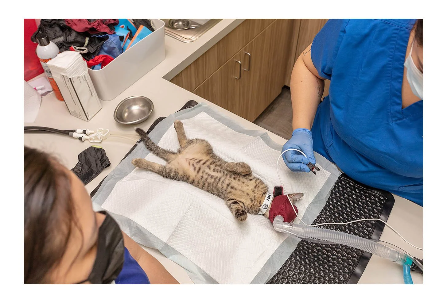 Veterinary Wellness Center