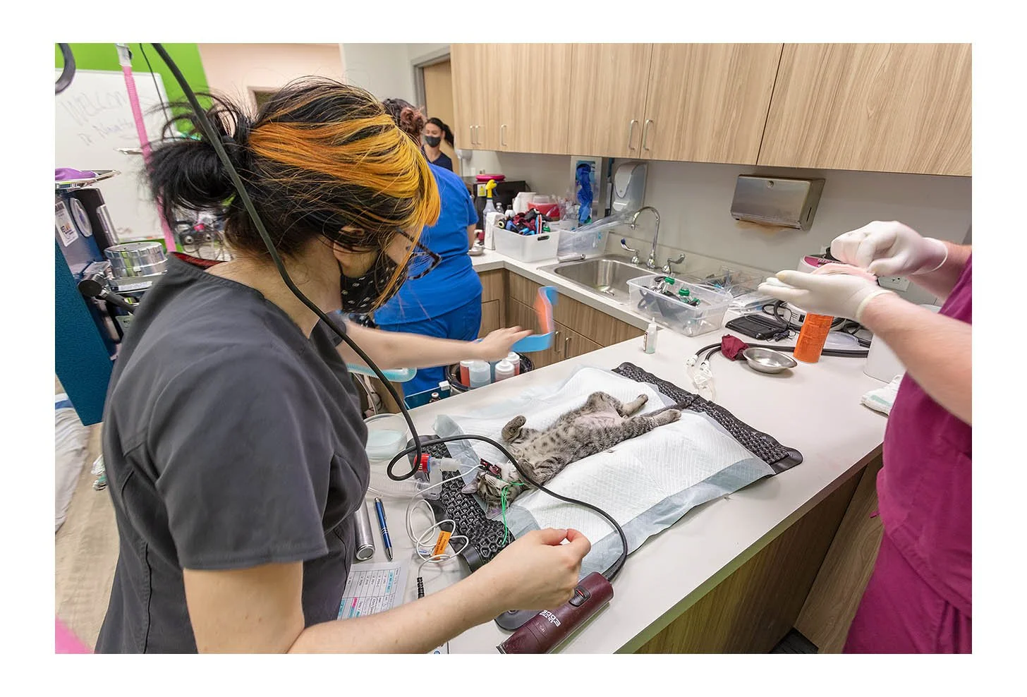 Veterinary Wellness Center