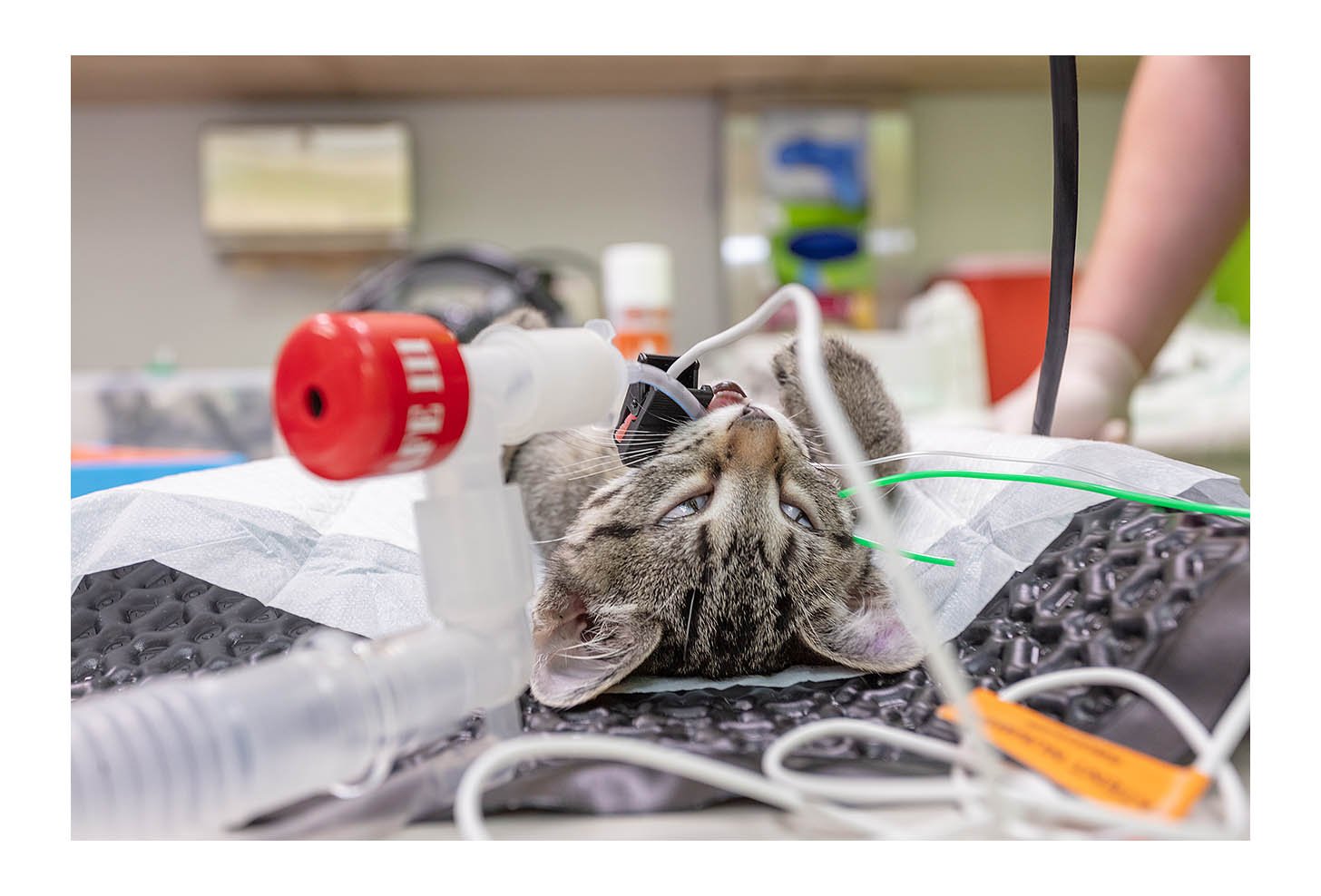 Veterinary Wellness Center