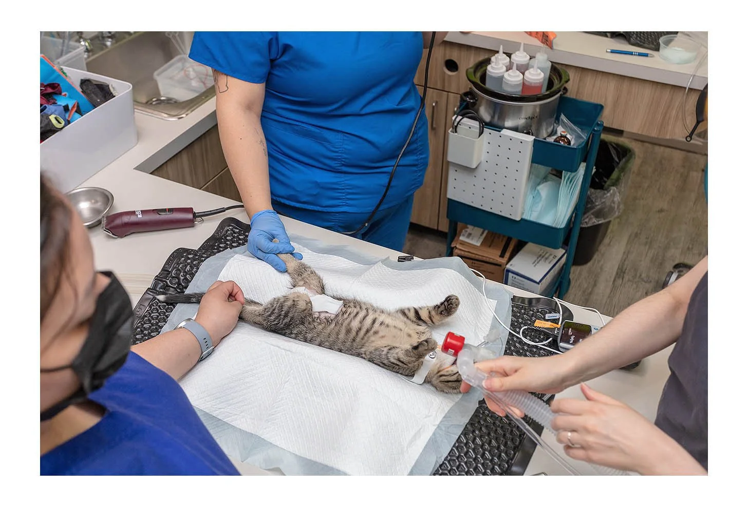Veterinary Wellness Center