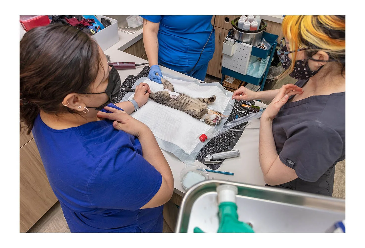 Veterinary Wellness Center