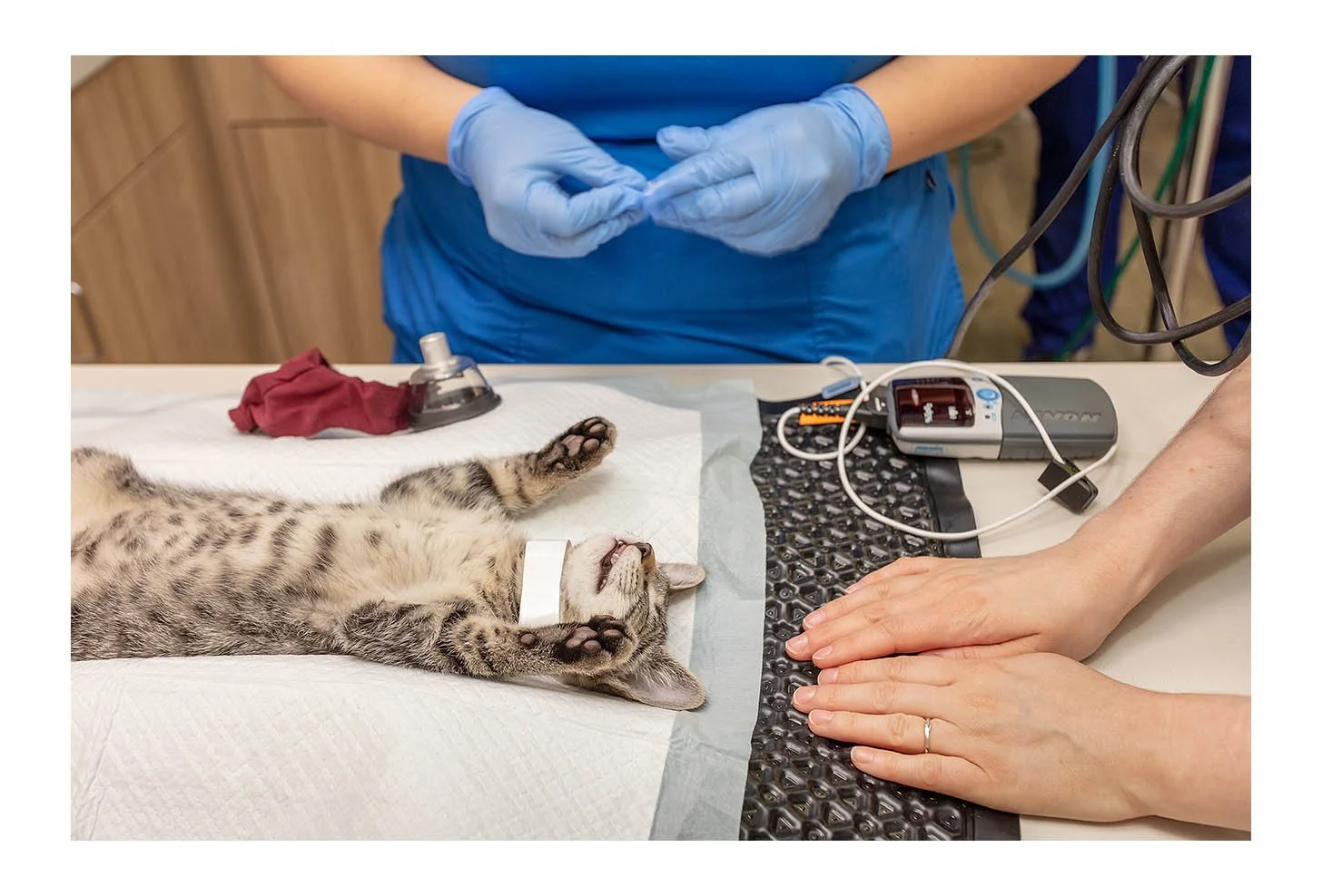 Veterinary Wellness Center