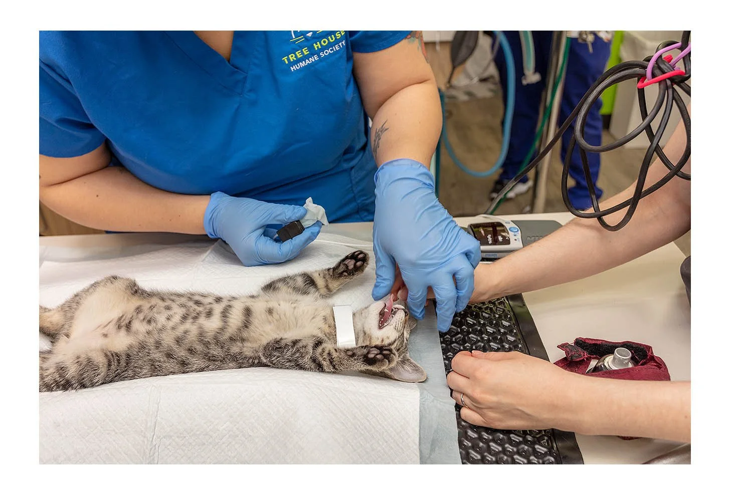 Veterinary Wellness Center