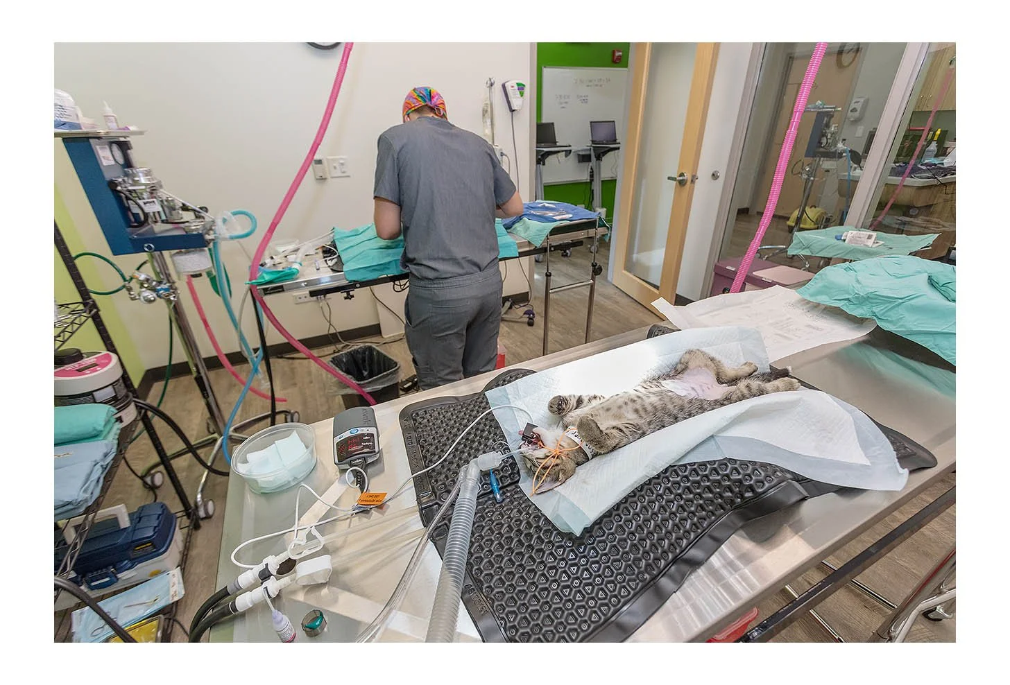 Veterinary Wellness Center