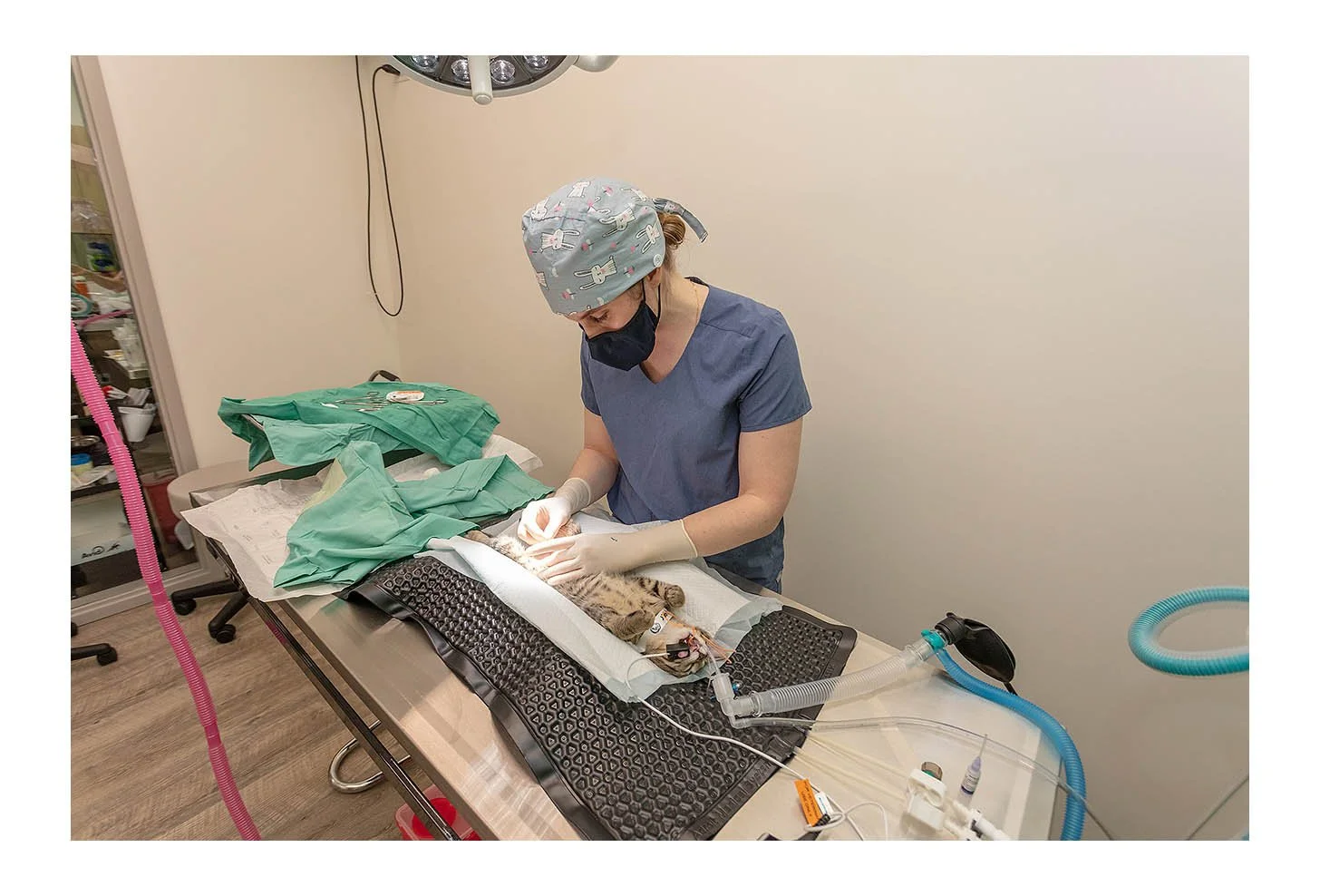 Veterinary Wellness Center