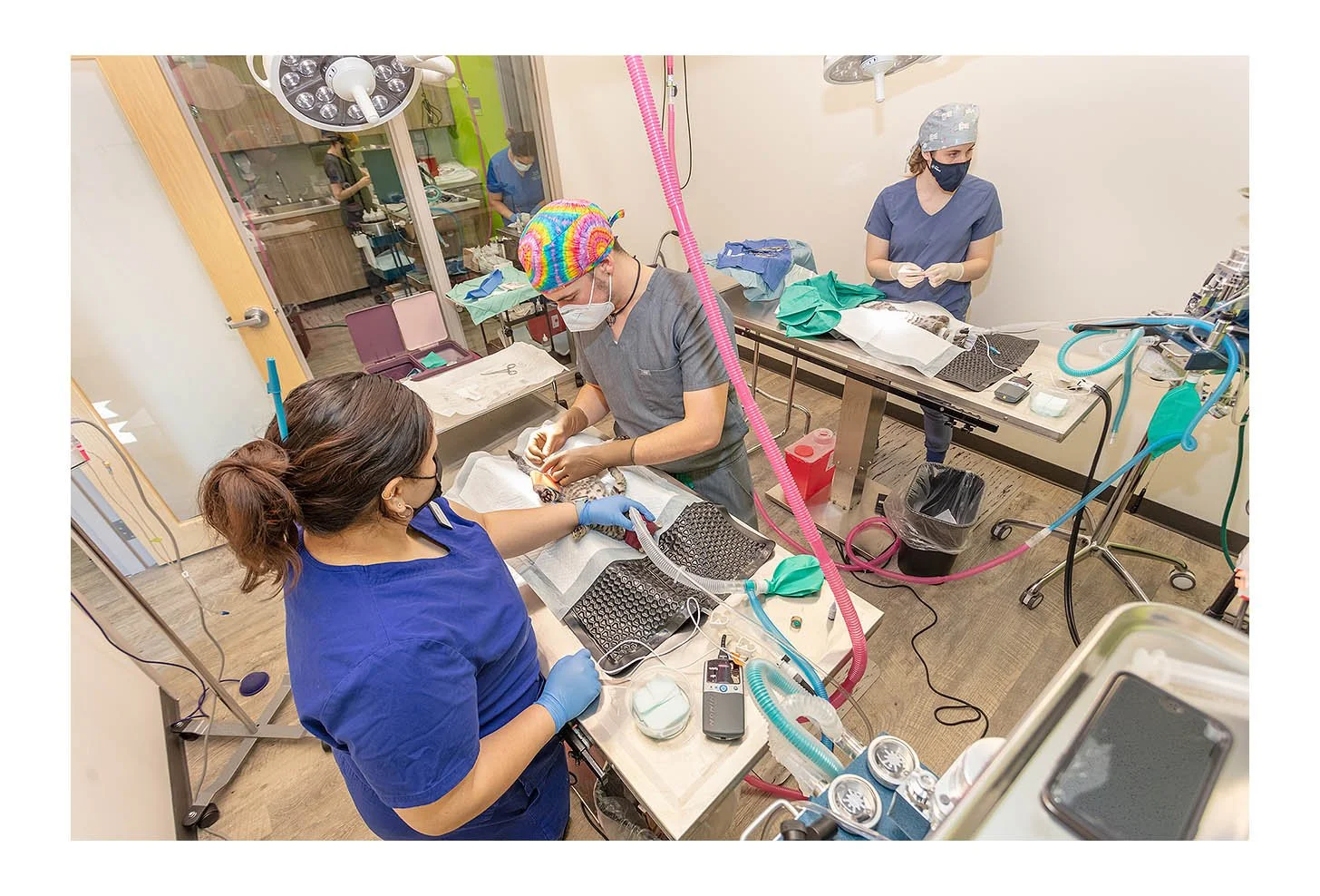 Veterinary Wellness Center