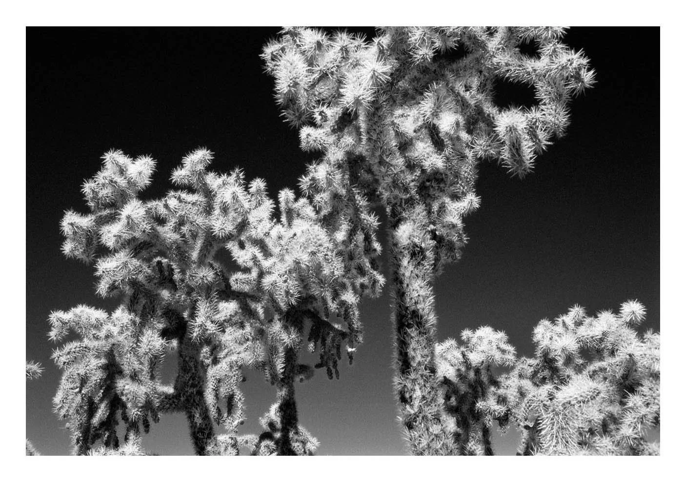 Cholla Cactus