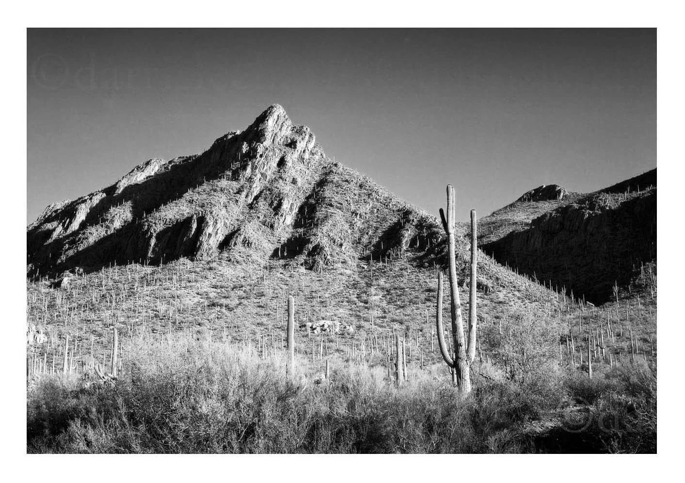 Saguaro Covered Mountains