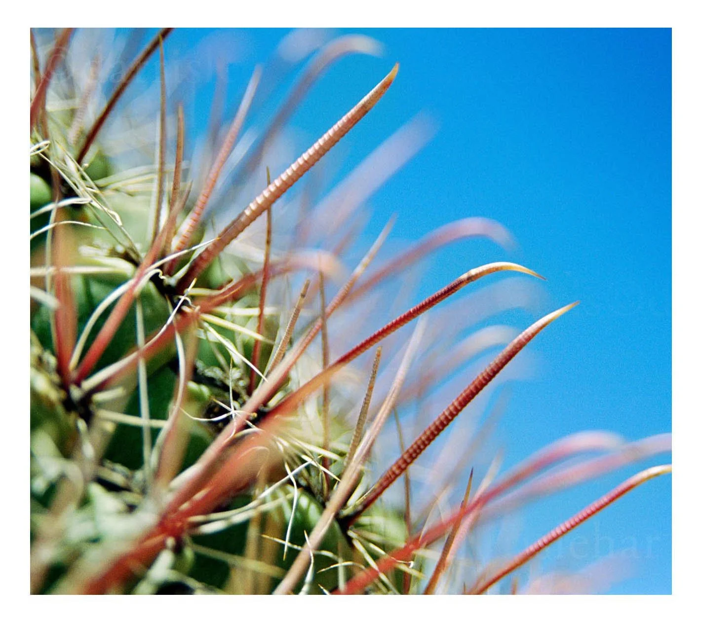 Barrel Cactus